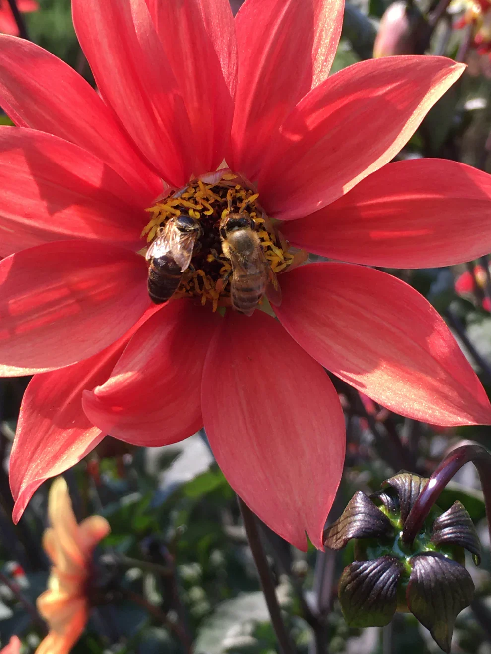 Blazing saddles 2.webp