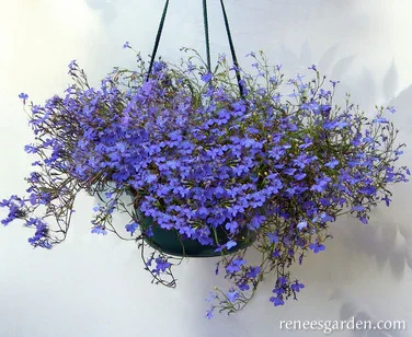 Lobelia 2.webp