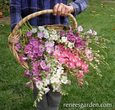 PLANTS: Penstemon - Wedding Bells Cool Season Flower