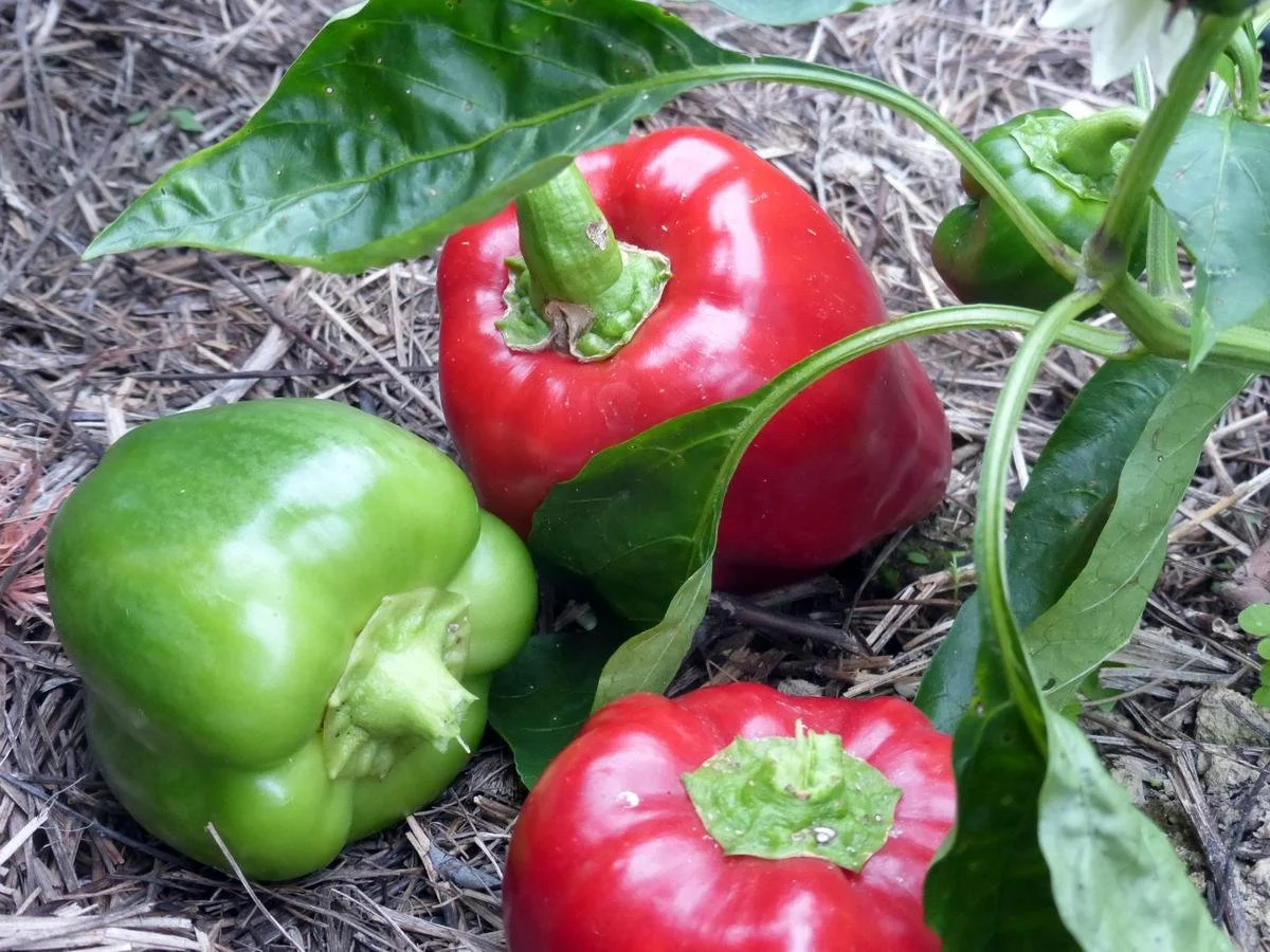 PLANTS: Pepper, Charleston Sweet Bell