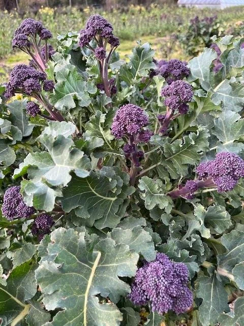 Purple Broccolini.jpg