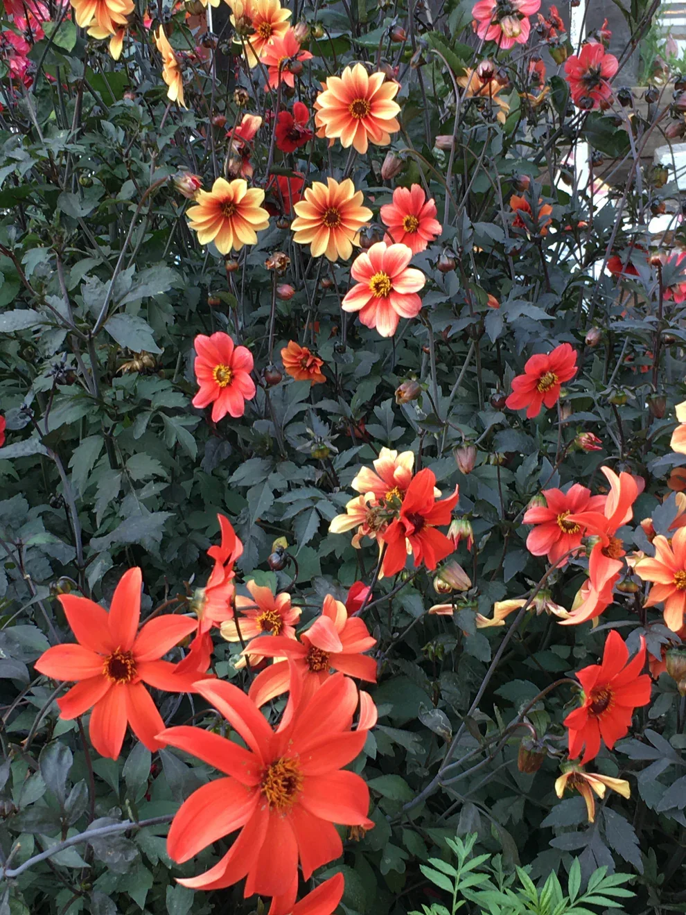 Blazing Saddles.webp