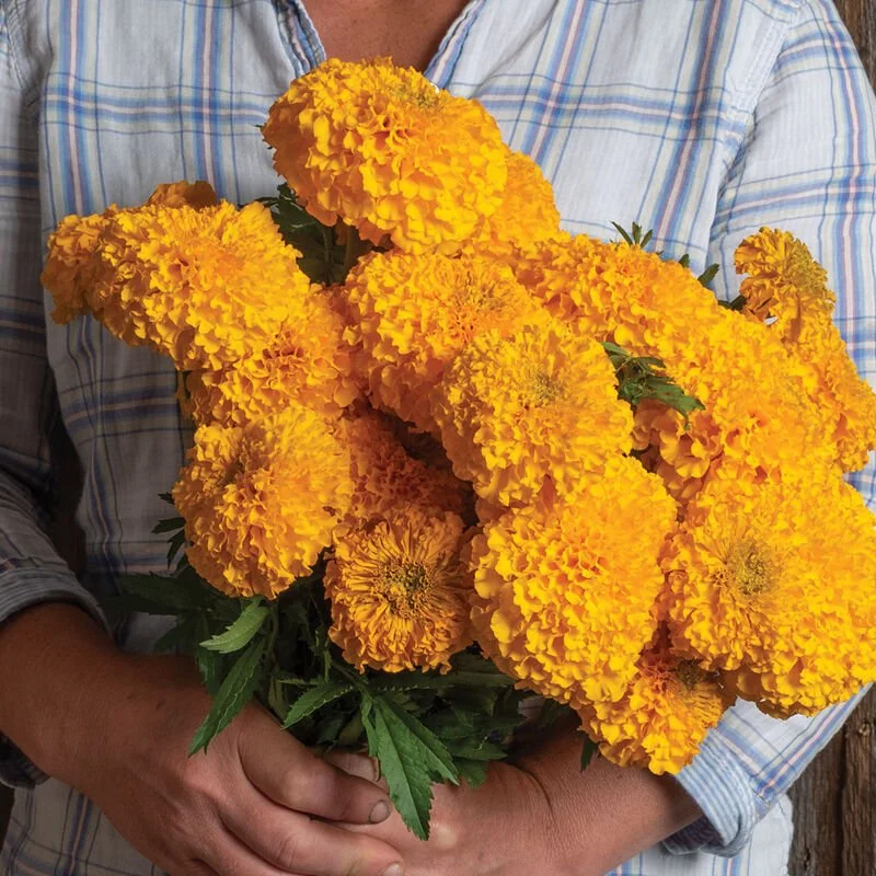 PLANTS: Marigold, Giant Coco Gold - Fall Blooming