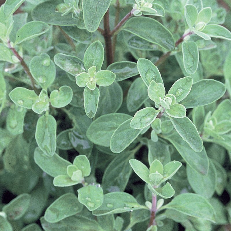 marjoram.jpg