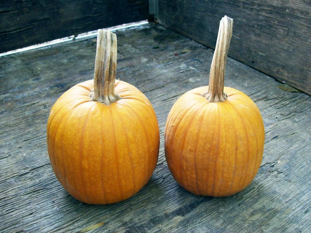 PLANTS: Pumpkin, Small Sugar