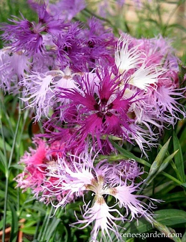 PLANTS: Dianthus, Lace Perfume