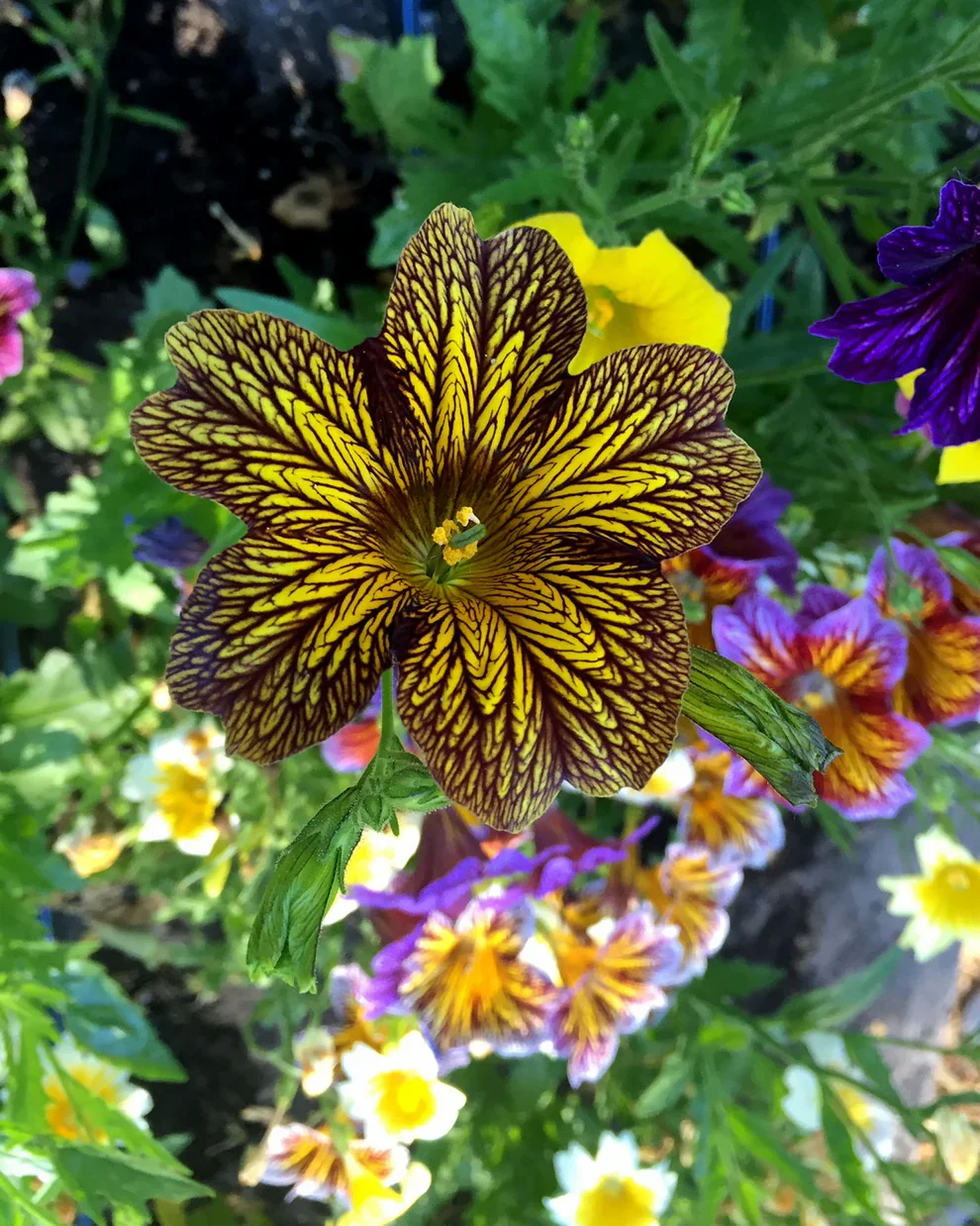 Salpiglossis 2.webp