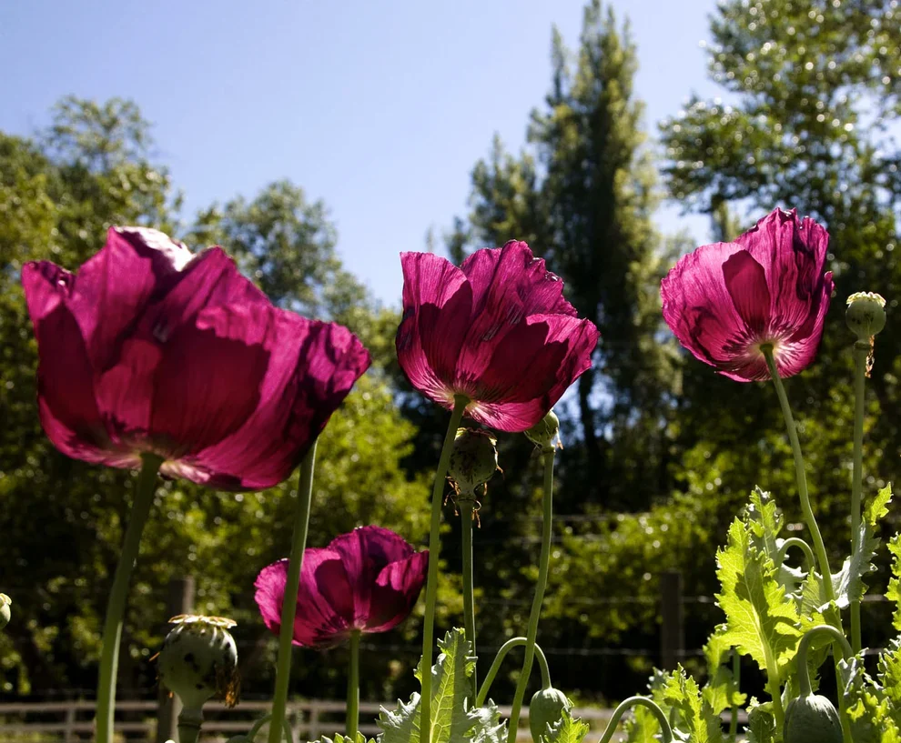 Dark Grape Poppies 2.webp