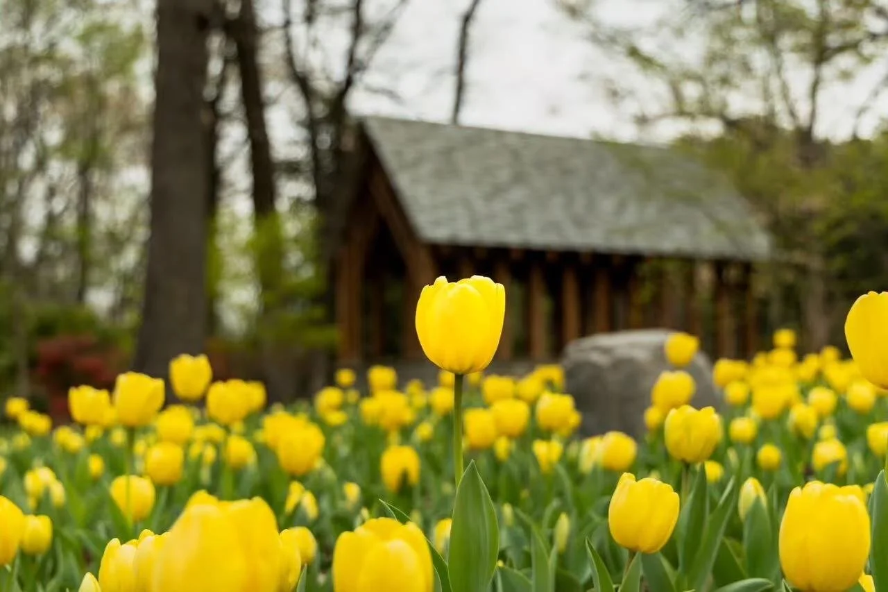 Your Guide to Spring in the 901