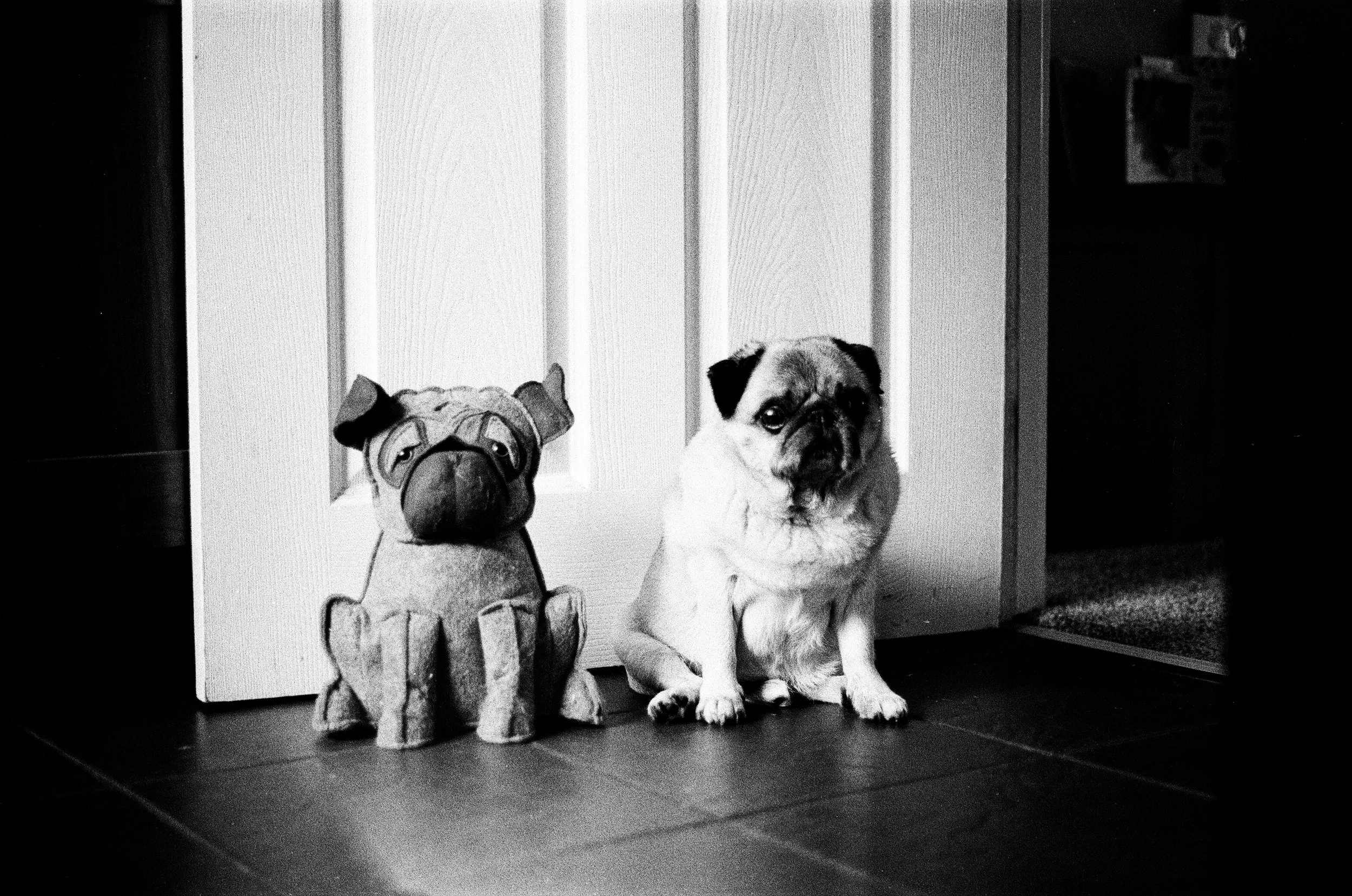 Black and white photo of a pug dog sitting next to a pug-shaped figurine on a dark floor in front of a white door.