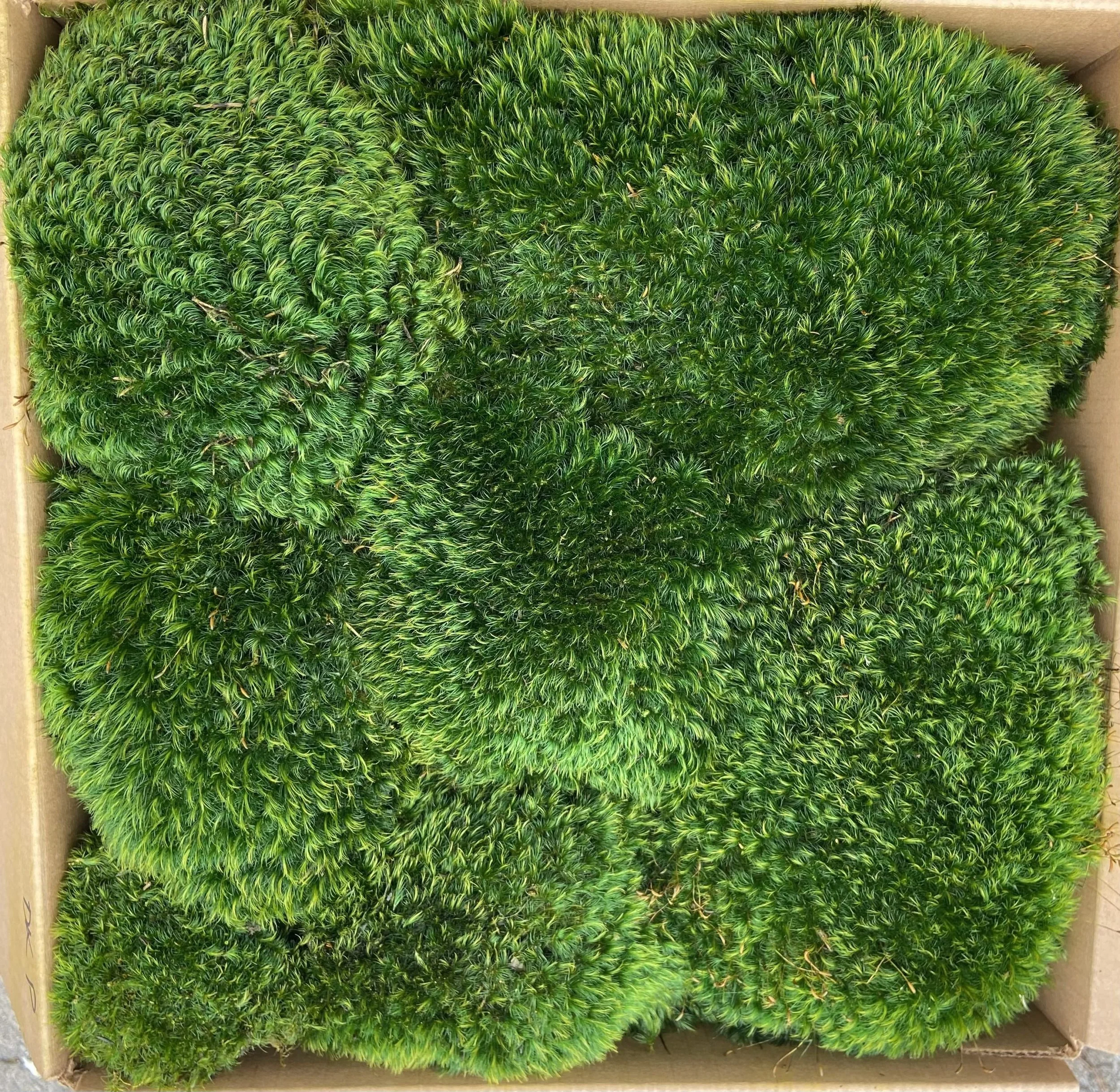Moss Plant Dressing