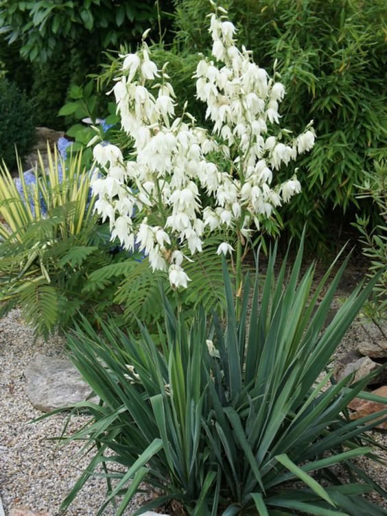 Yucca filamentosa (Adam's Needle) - worldofsucculents.com