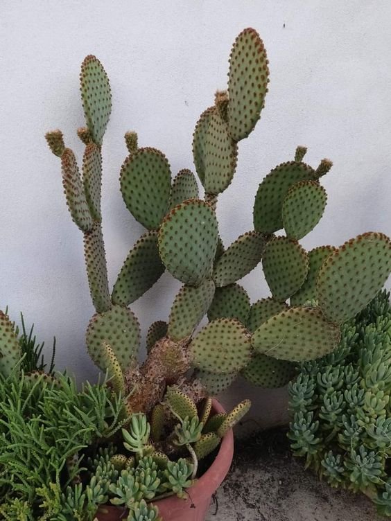 Opuntia humifusa (Prickly Pear)