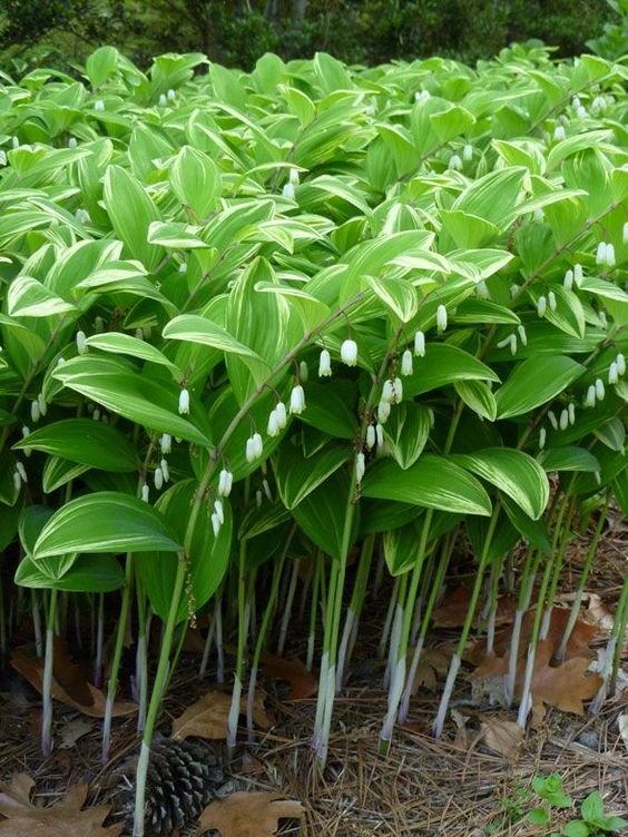 Solomon's Seal | HGTV Gardens