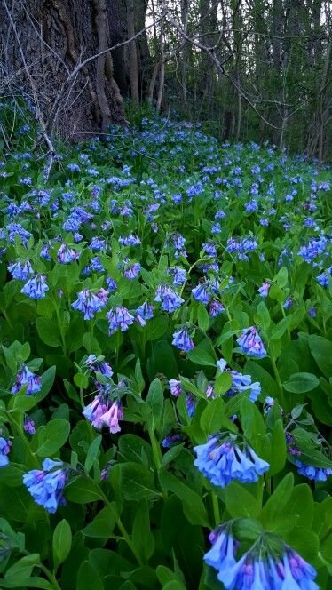 Virginia Bluebells