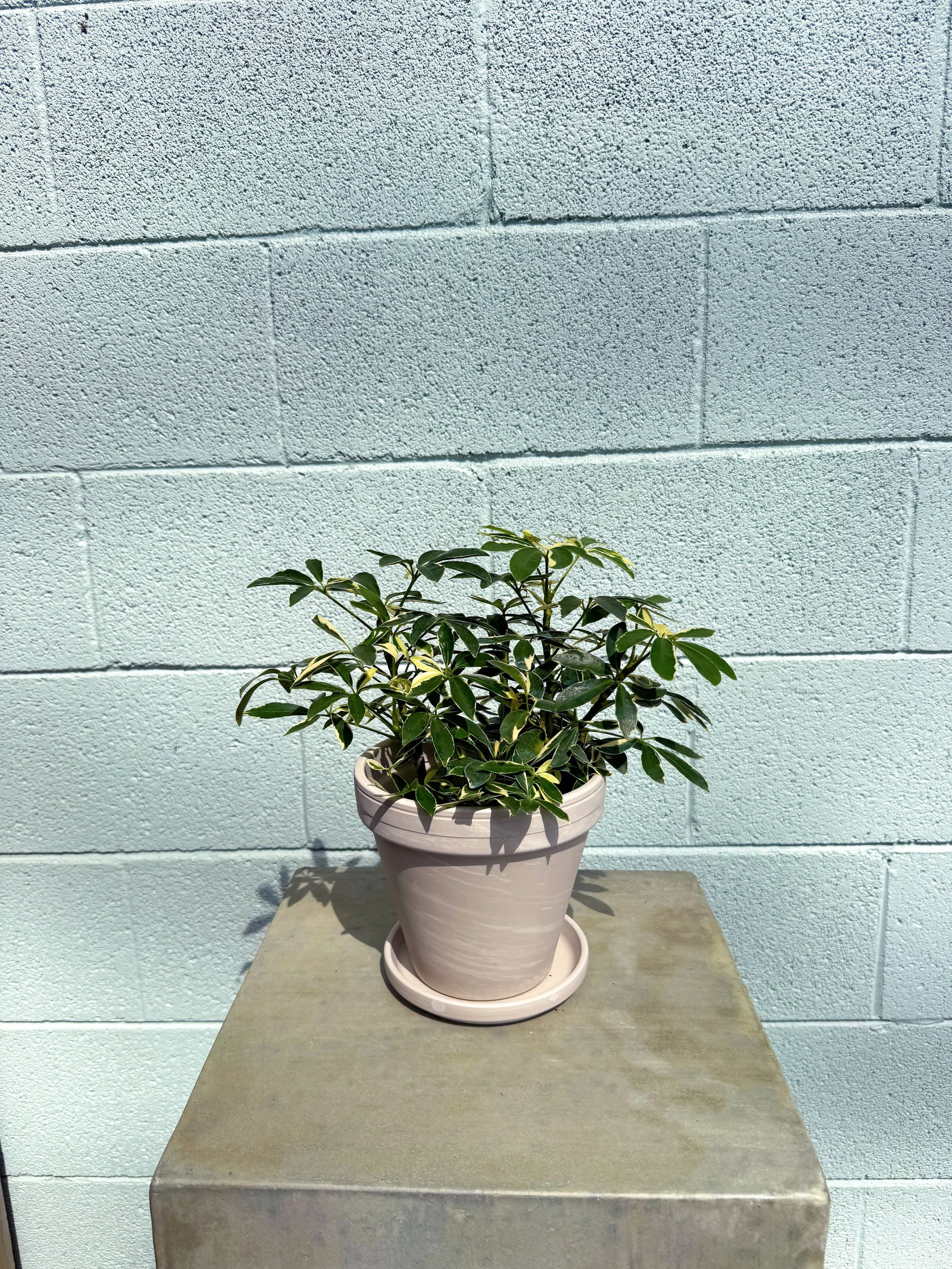 Variegated Dwarf Umbrella Tree in Apollo Pot