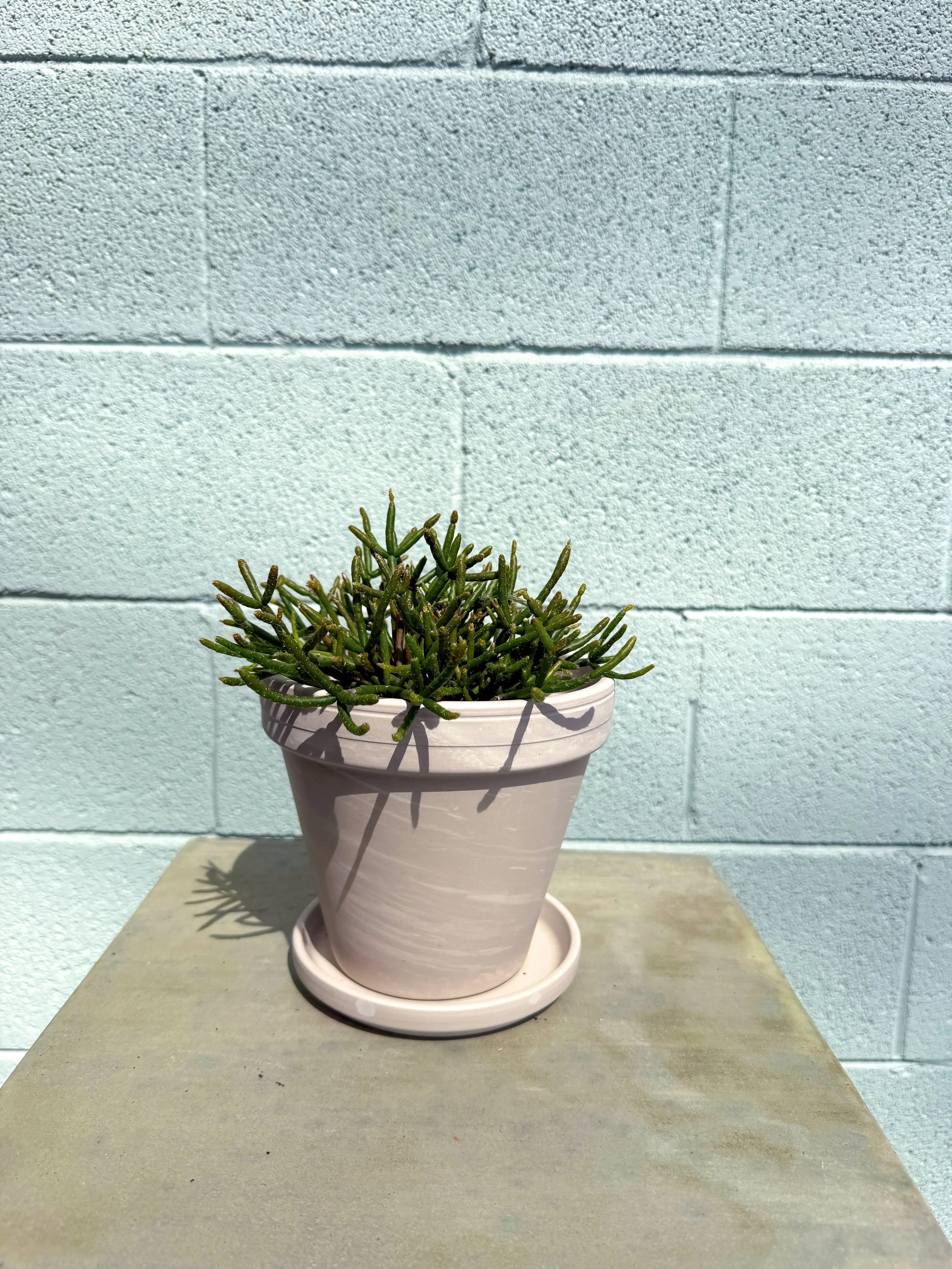 Rhipsalis in Apollo Pot