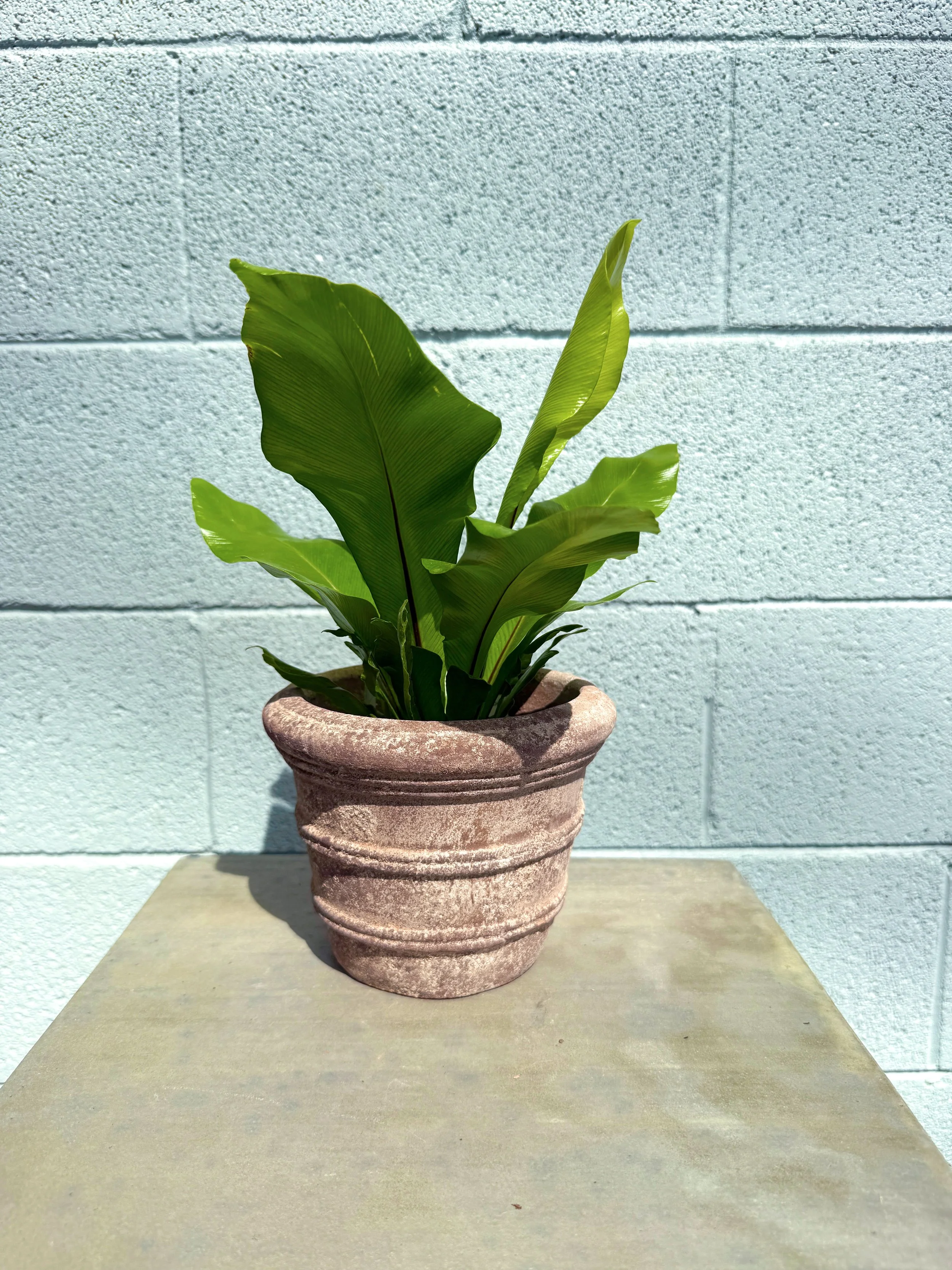 Bird's Nest Fern in Mini Round Planter