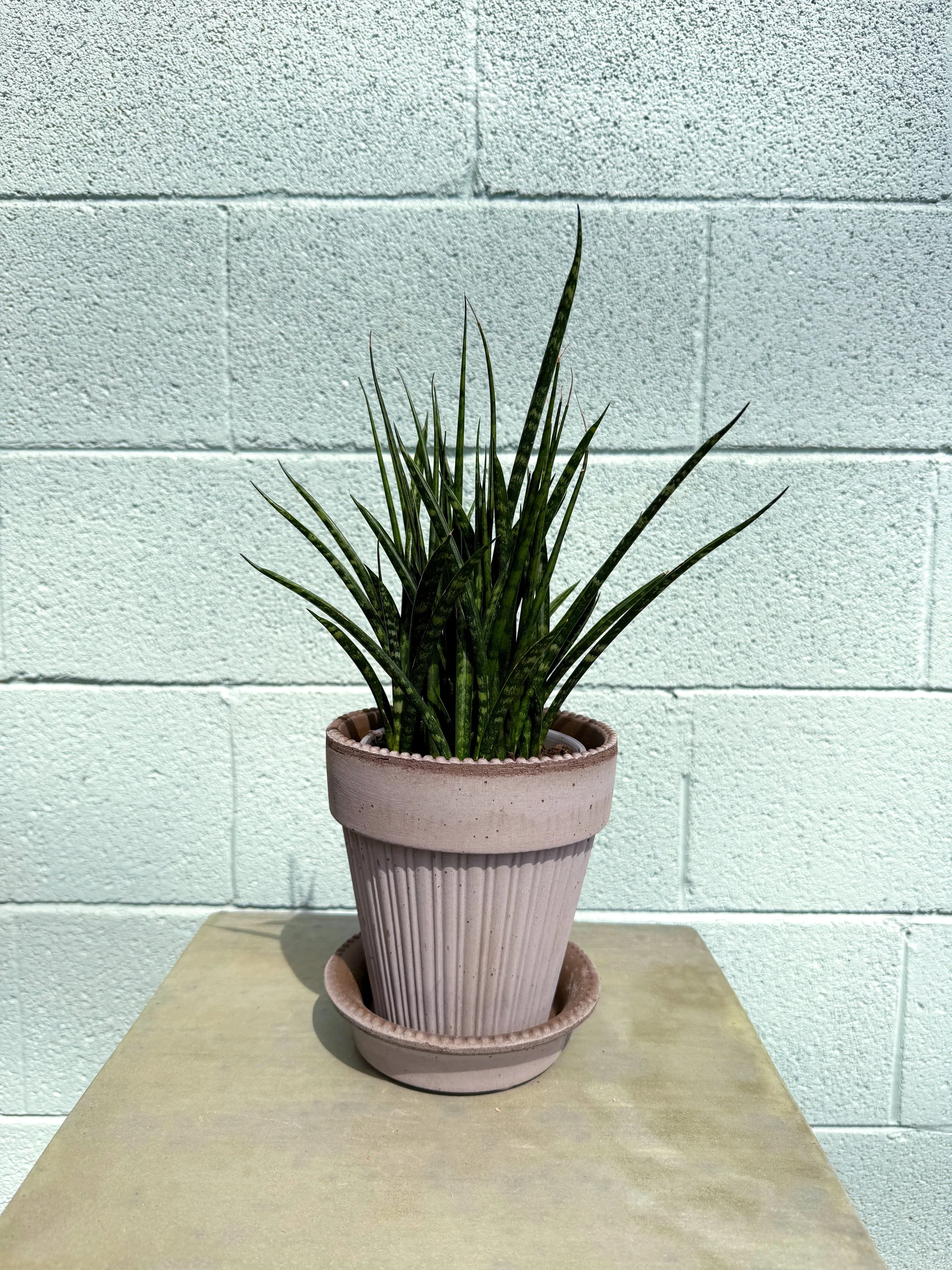 Snake Plant 'Fernwood' in Simona Pot