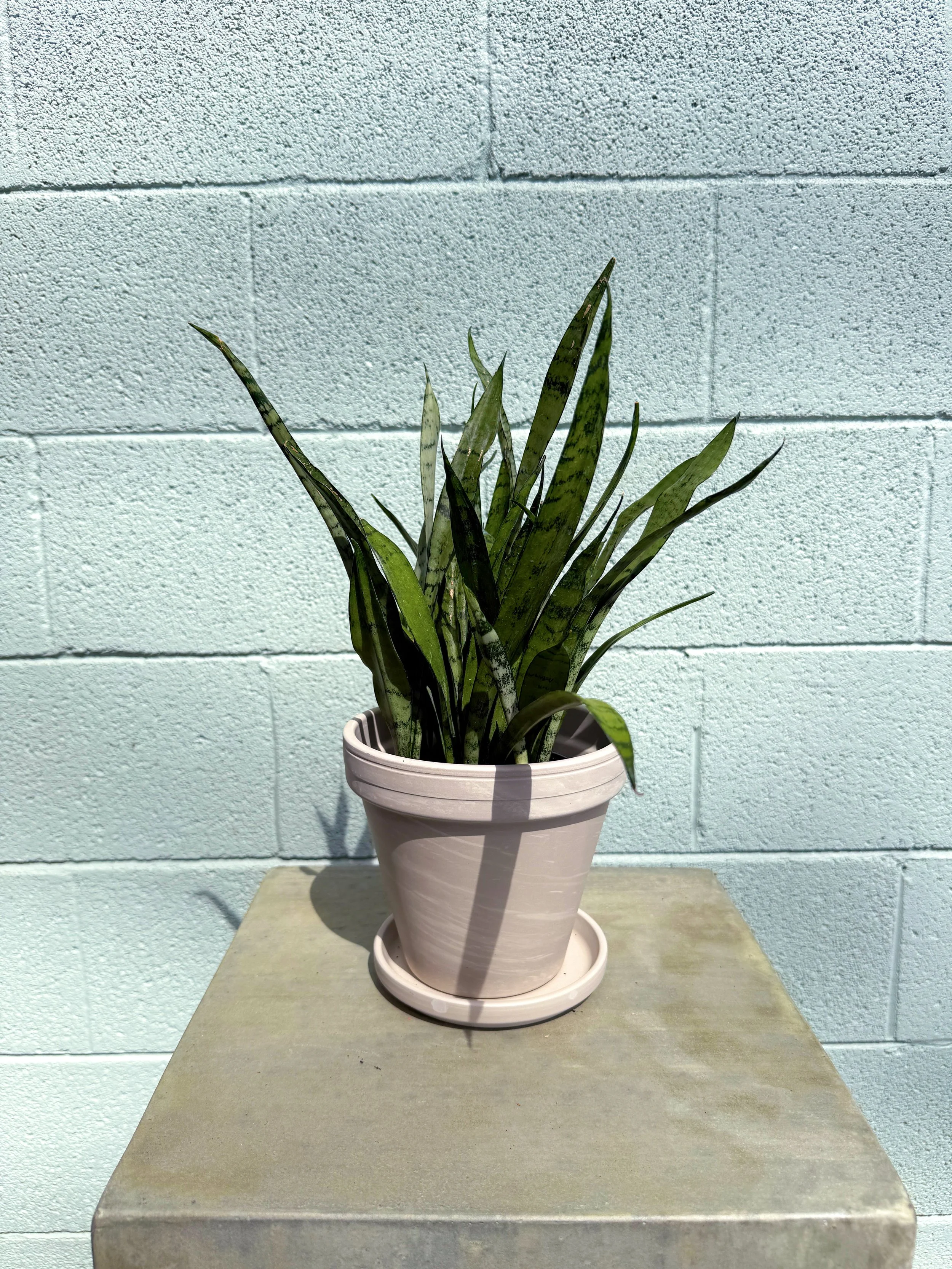 Silver Streak Snake Plant in Apollo Pot