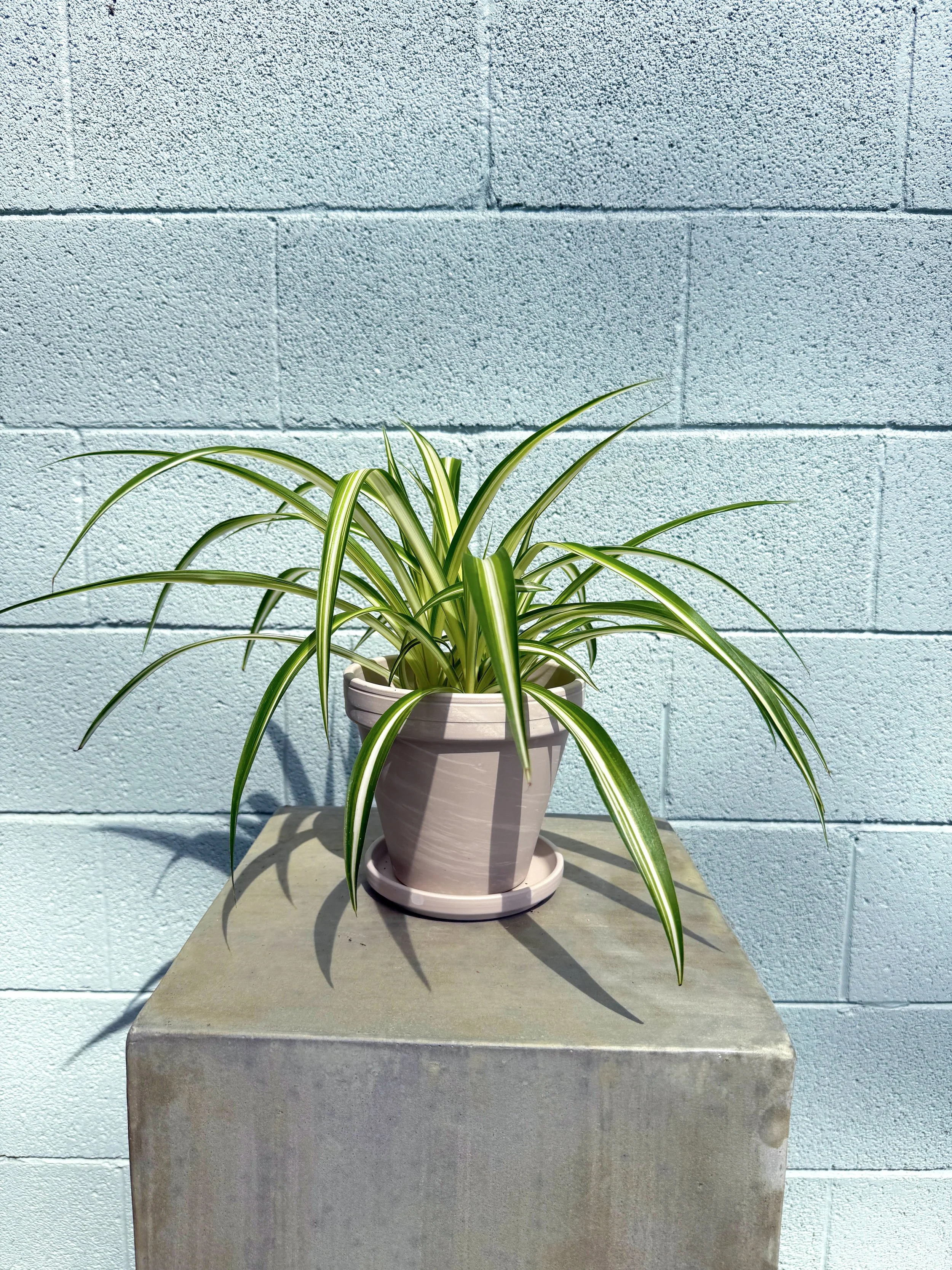 Spider Plant in Apollo Pot