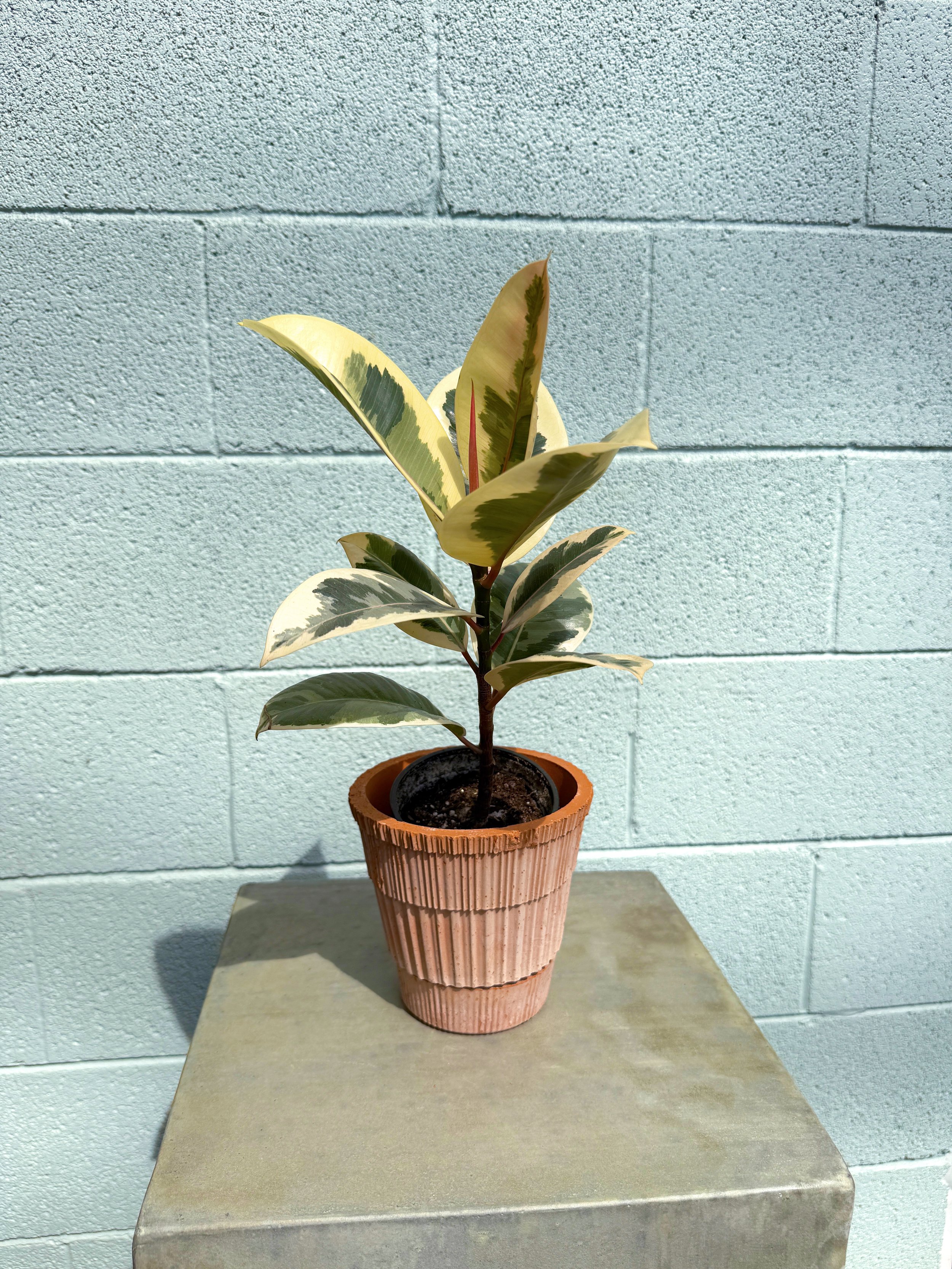 Varigated Rubber Tree in Atlas Pot