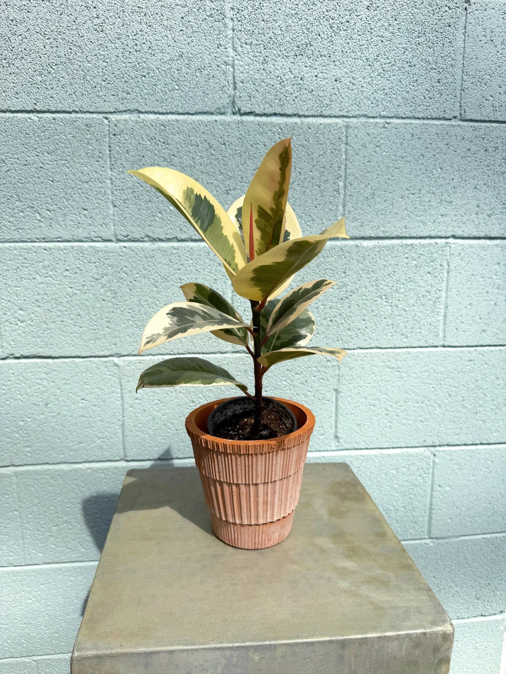 Rubber Tree Delivery Nashville | Modern Indoor Plant Gift  Plant Savvy