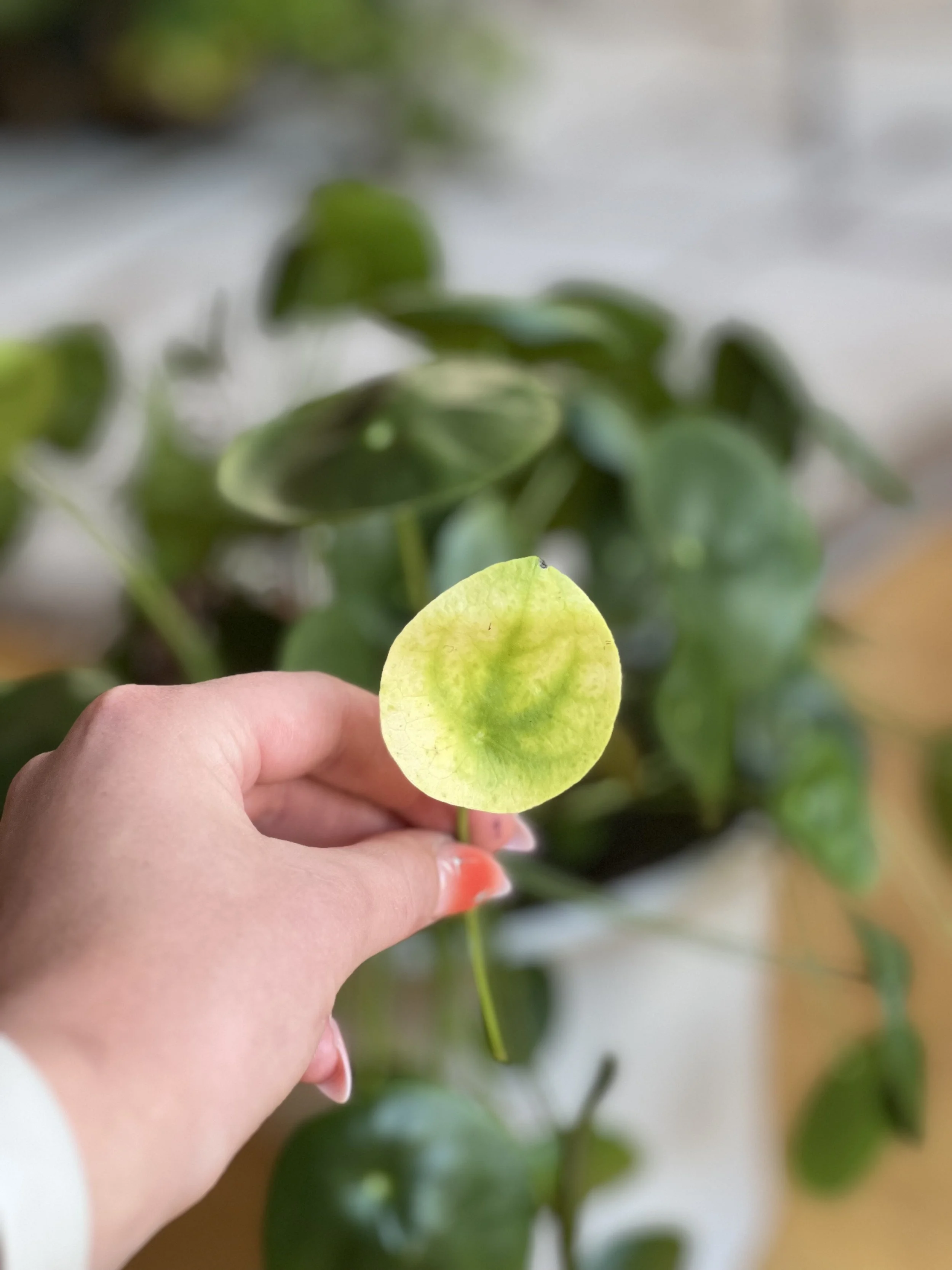 Spring Back to Life How to Revive Dying House Plants — Plant Savvy