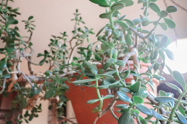 Caring For Your Jade Plant Crassula Ovata Basic Care Tips — Plant Savvy