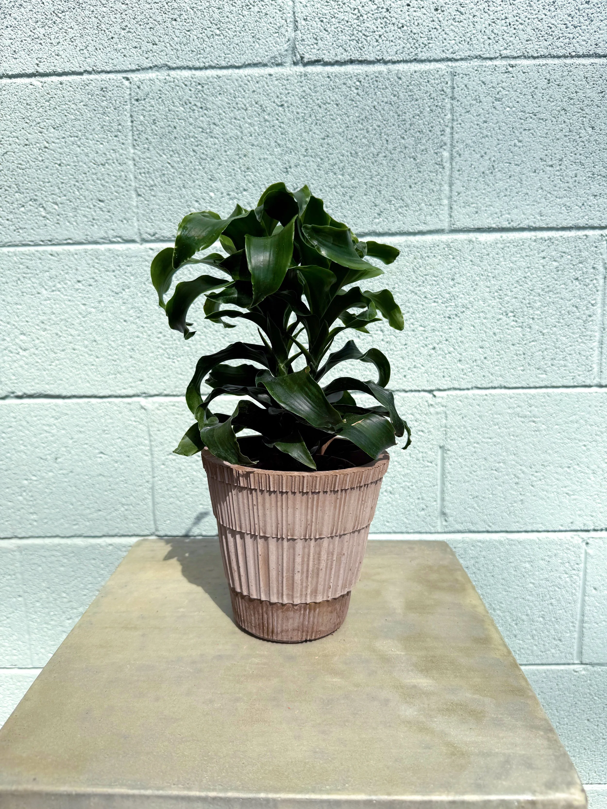 Dracaena 'Twister' in Rosa Atlas Pot