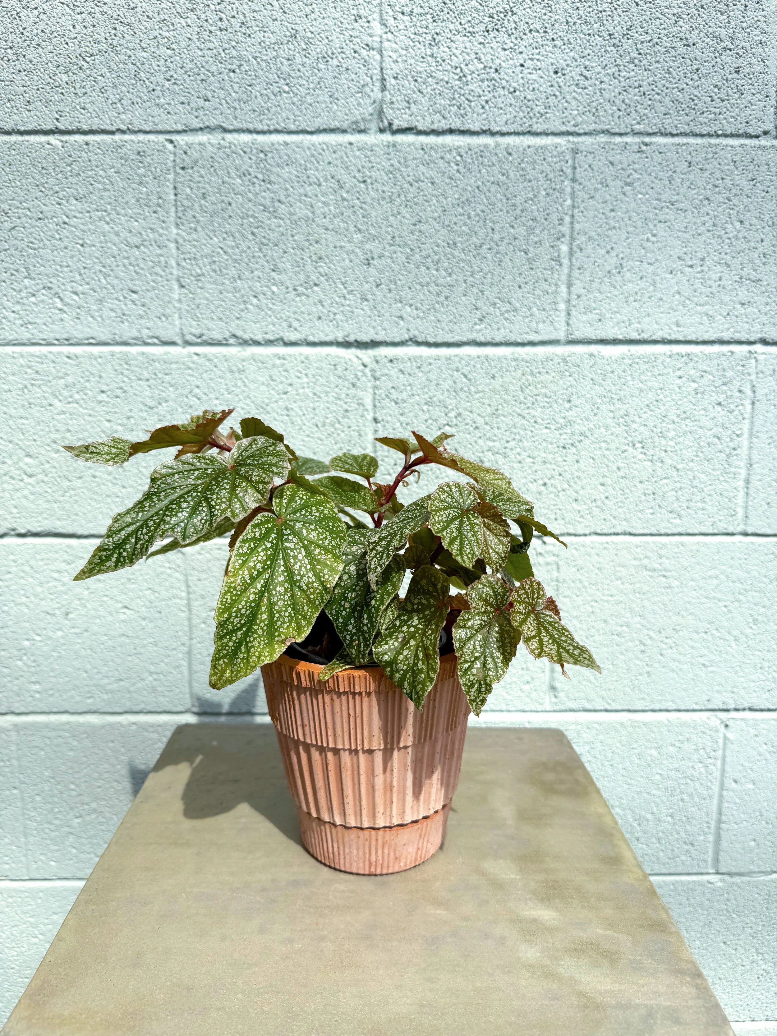 Polka Dot Begonia in Atlas Pot