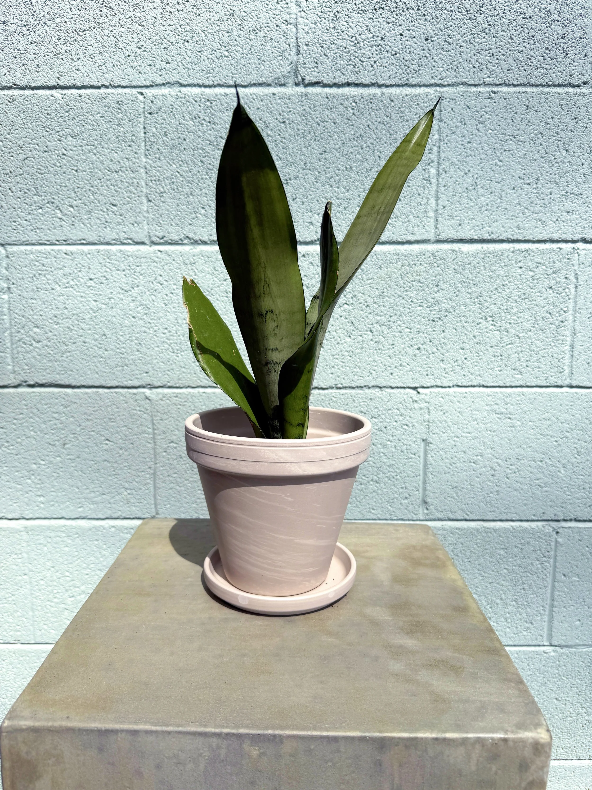 Moonshine Snake Plant in Apollo Pot