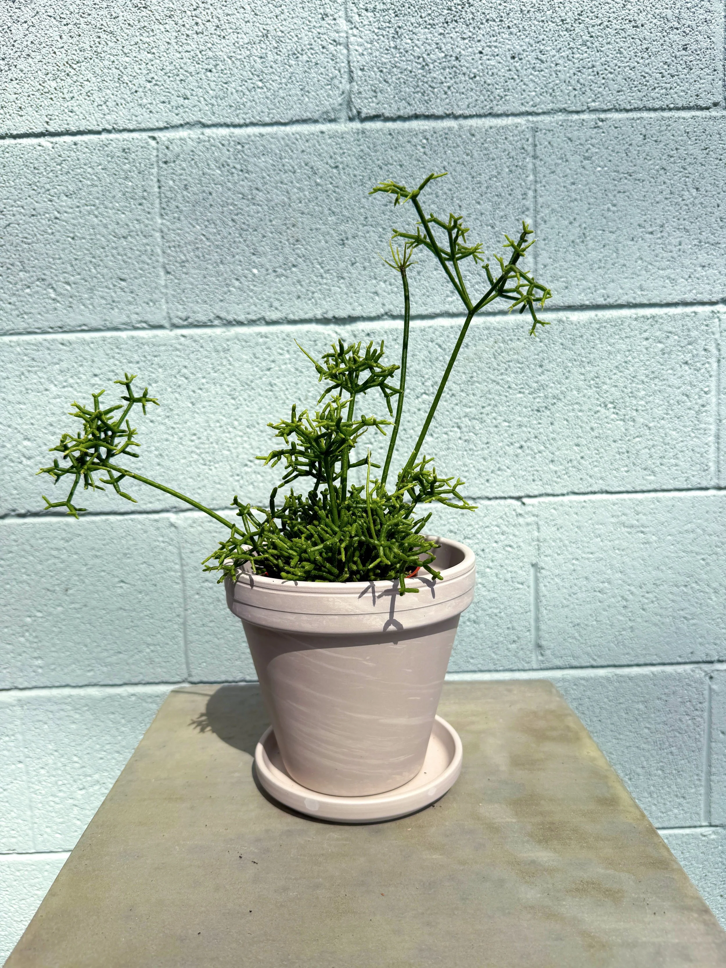 Rhipsalis in Apollo Pot