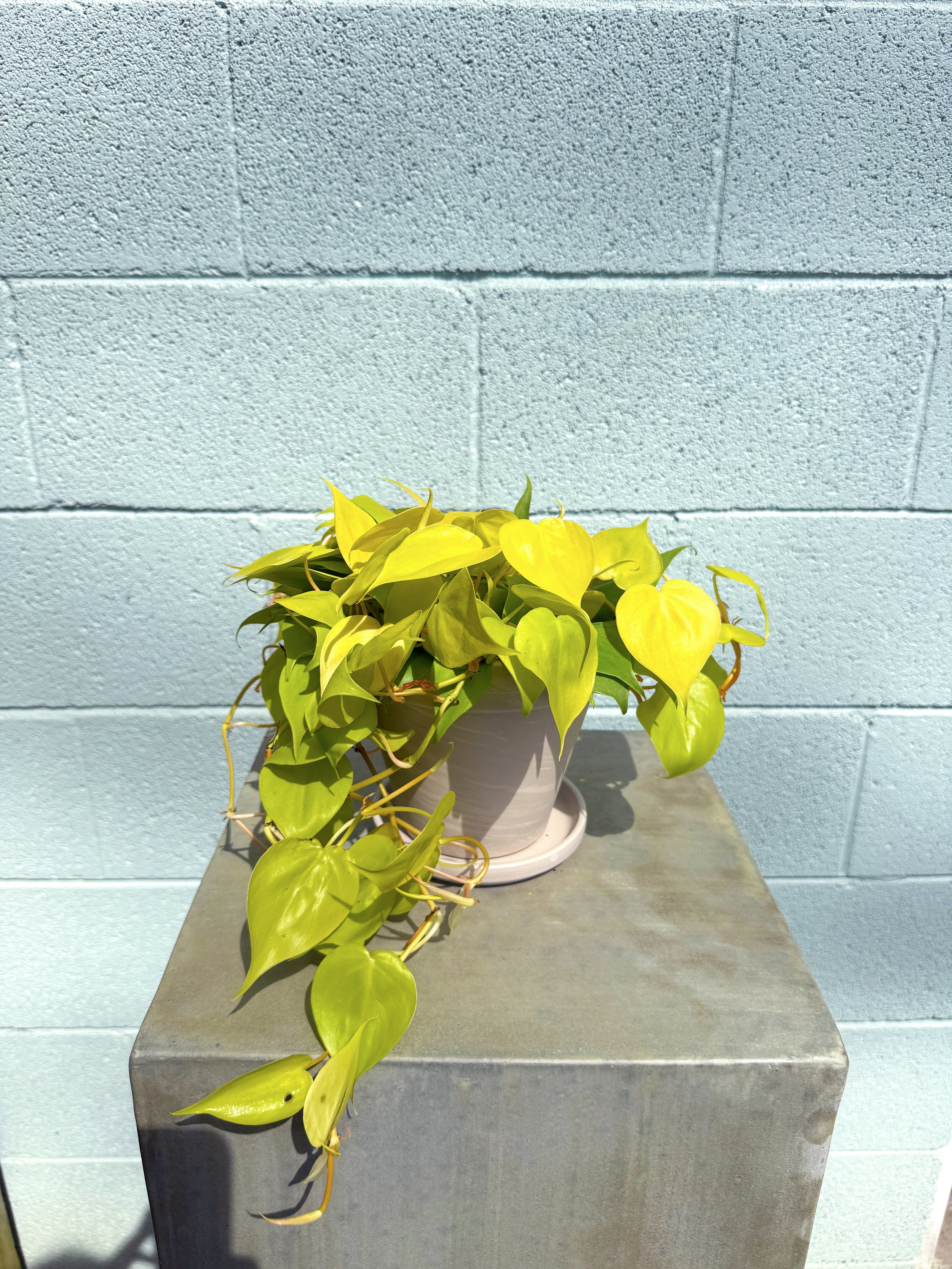 Philodendron Lemon Lime in Apollo Pot