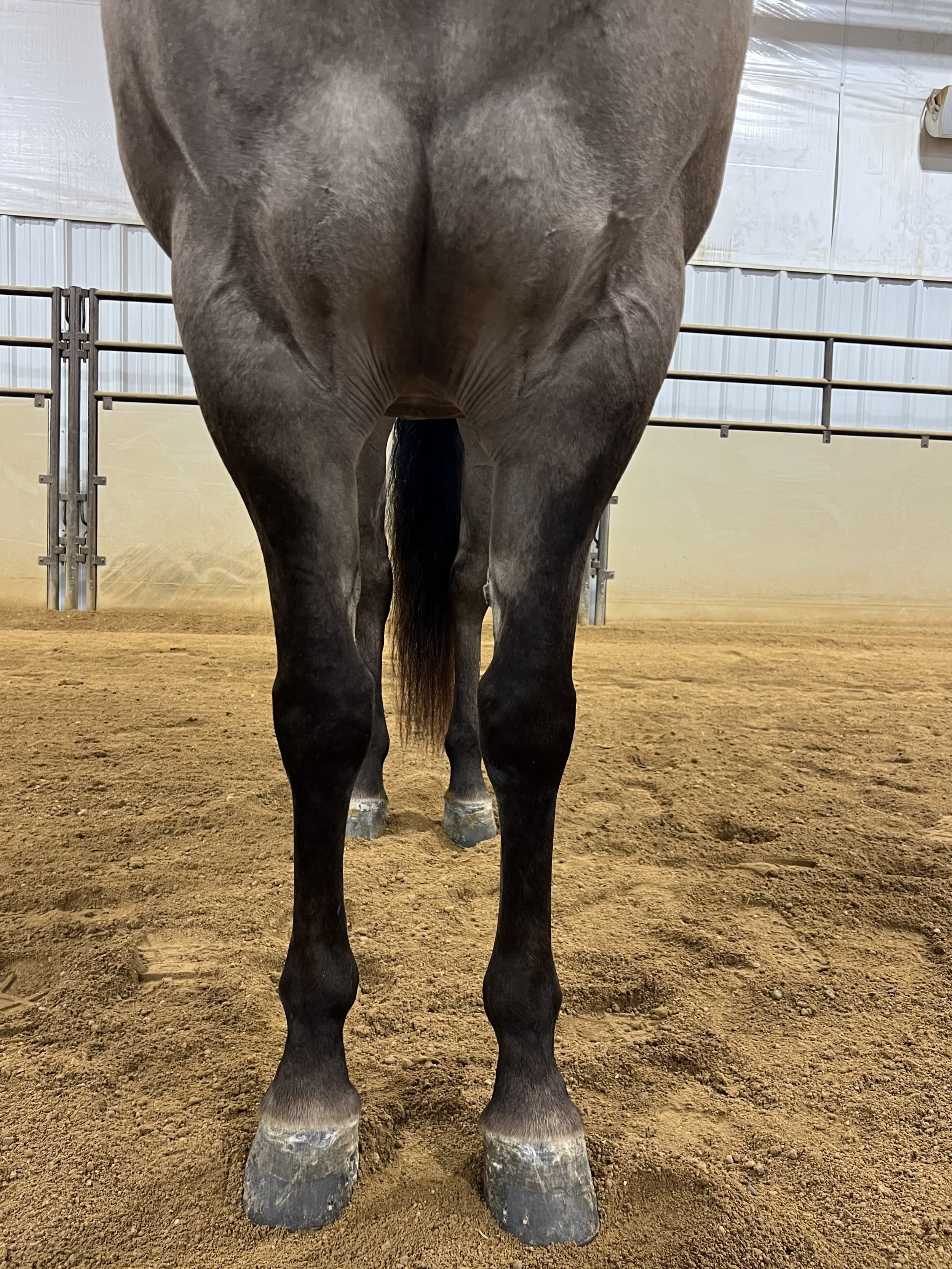 Front Legs.JPG