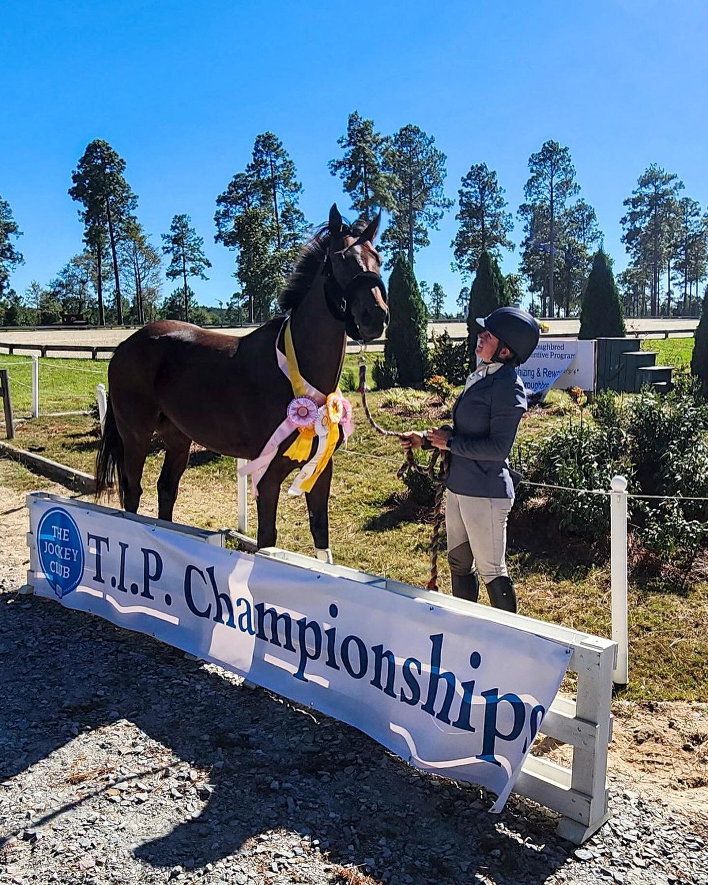 Wrapped up a fantastic weekend at the @tjctip Championships with a great showing by all! 
.
Thank you to @infinitysporthorse and her team for exhibiting these horses so wonderfully! 
.
#ottb #stableviewaiken #HitchRackRanch #tipchampionships2023