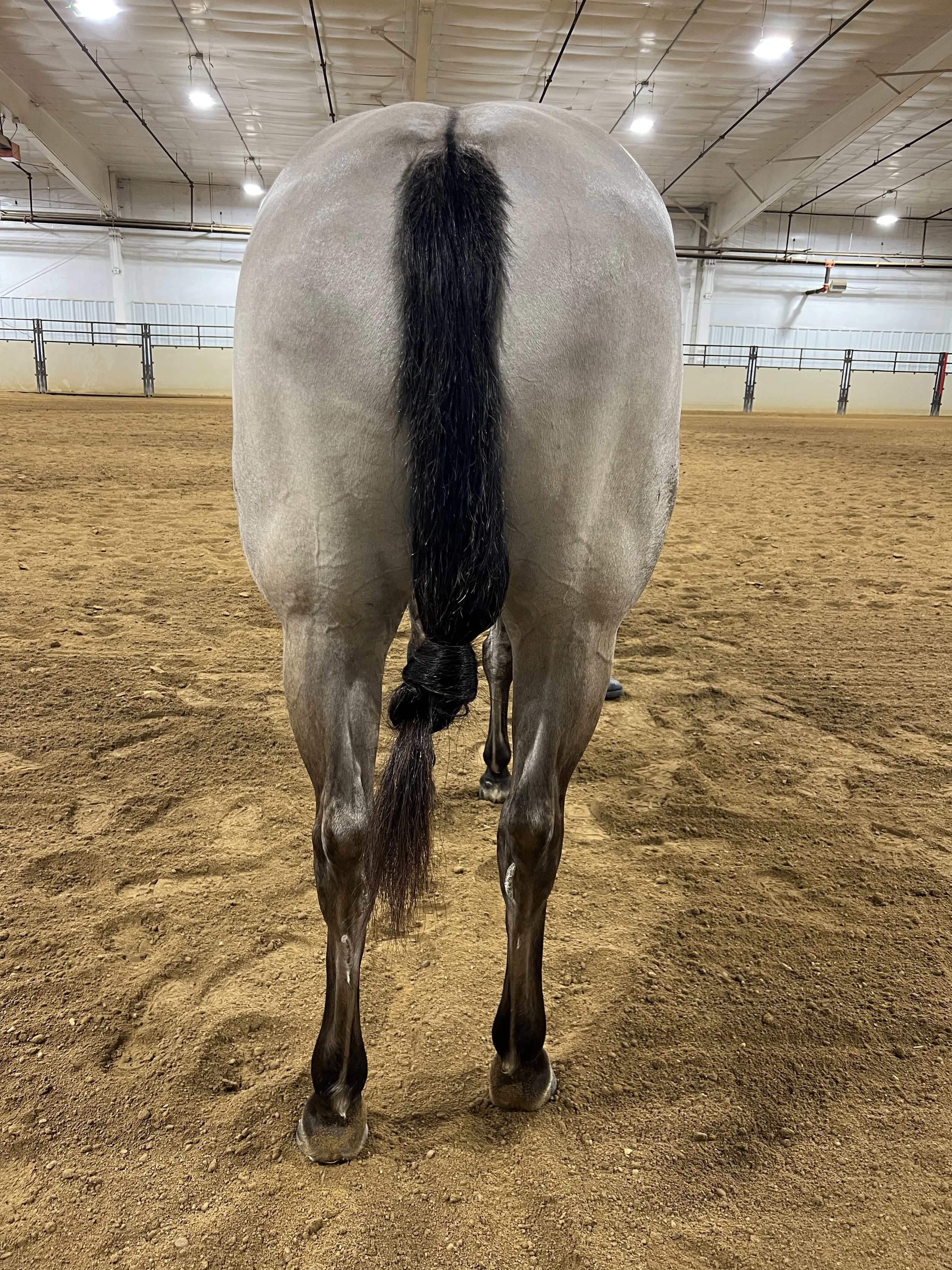 Back Legs.JPG