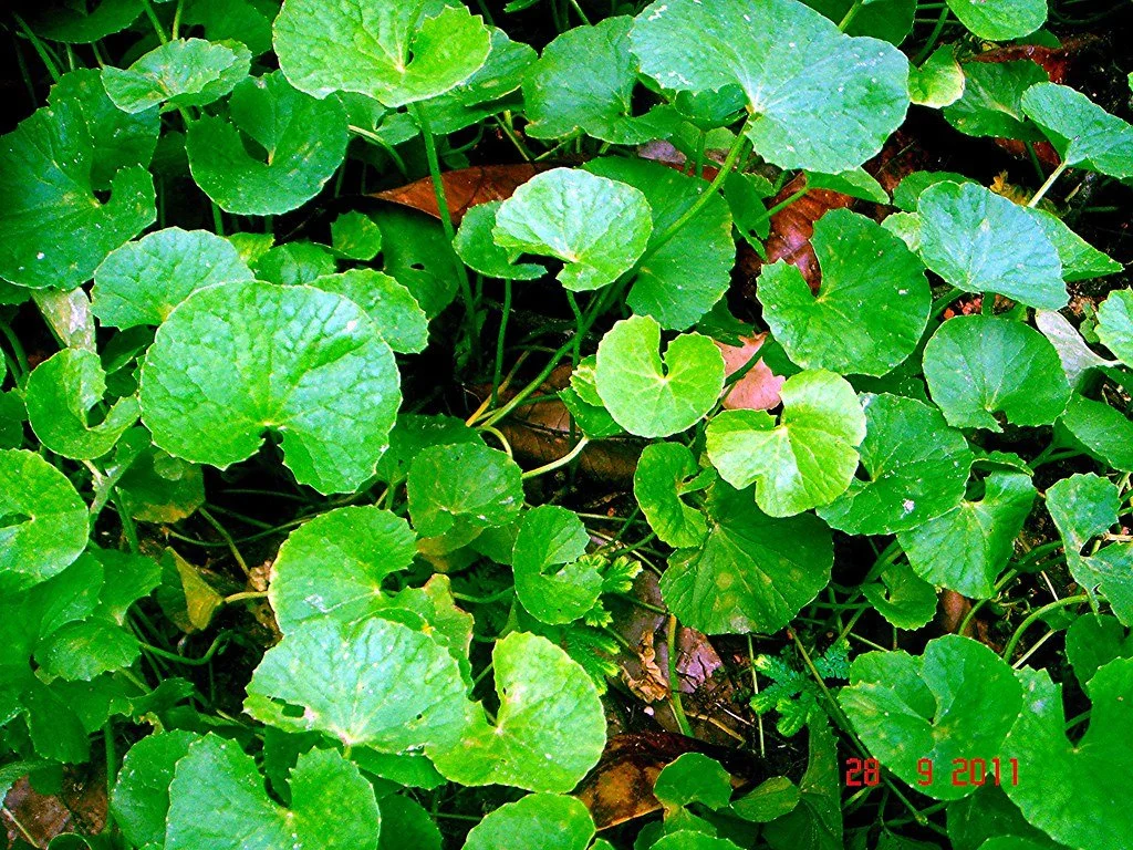 Centella Asiatica