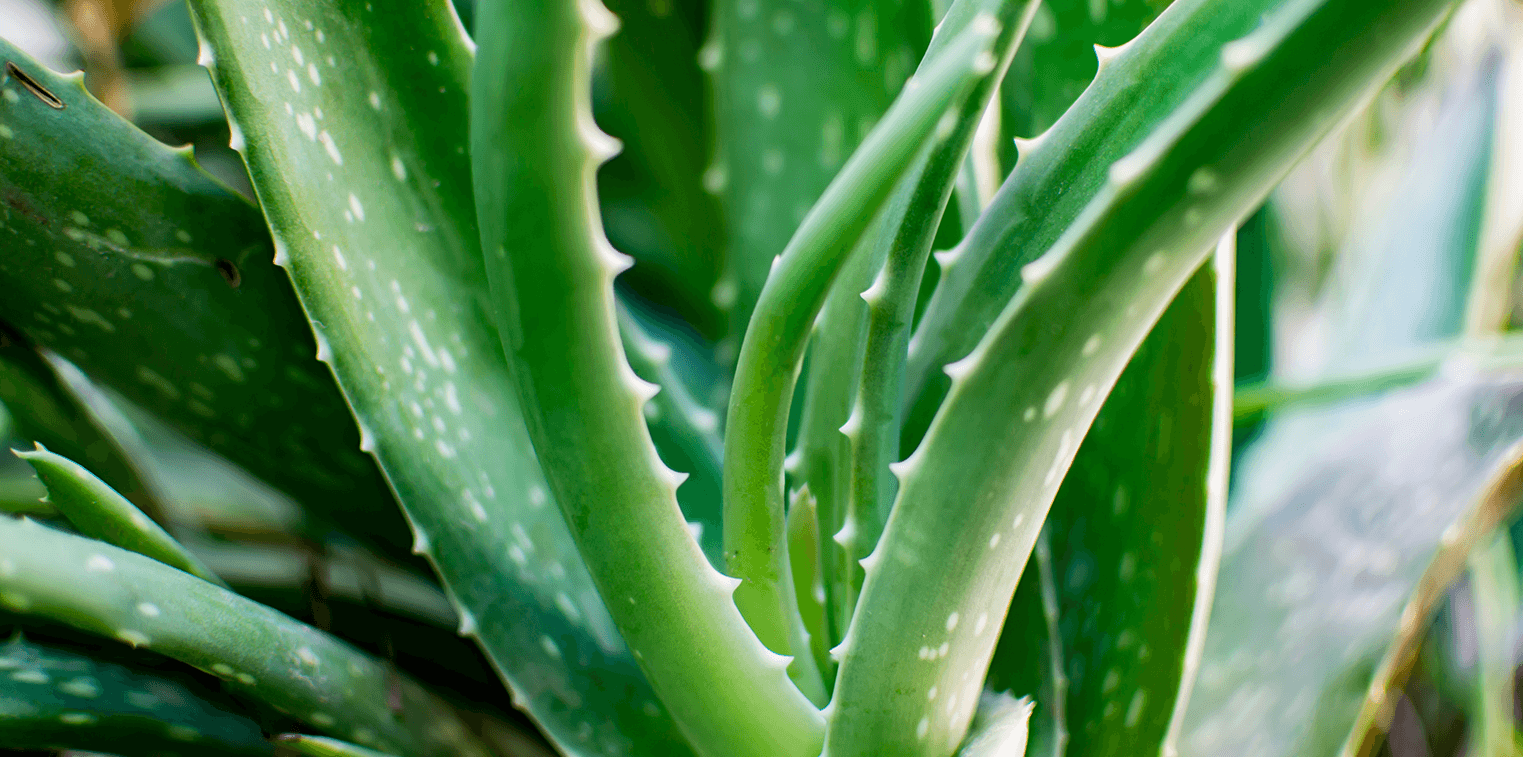 ALoe