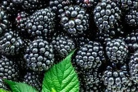 Blackberry
