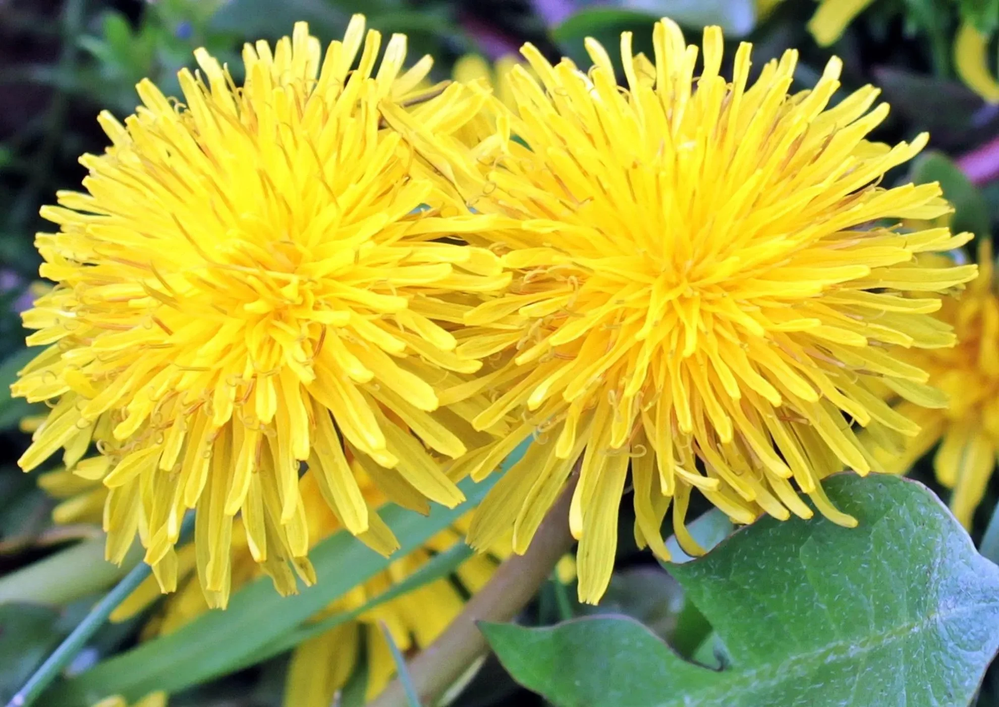 Dandelion