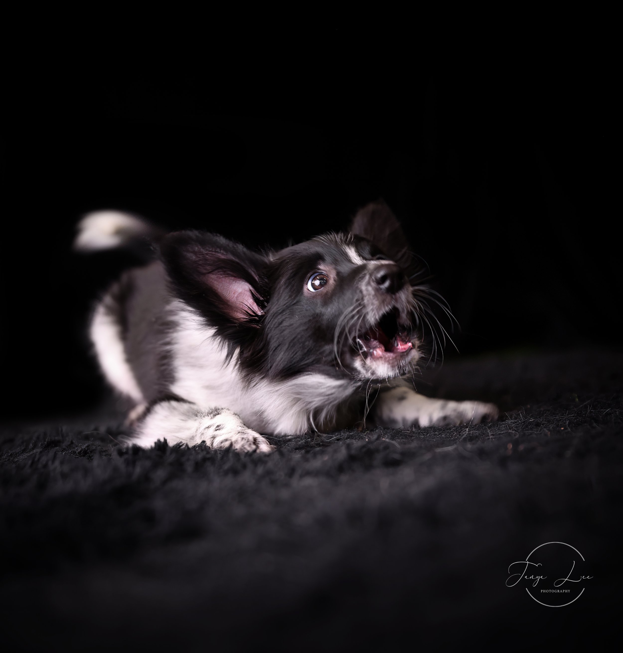 Birdie Bark logo.jpg