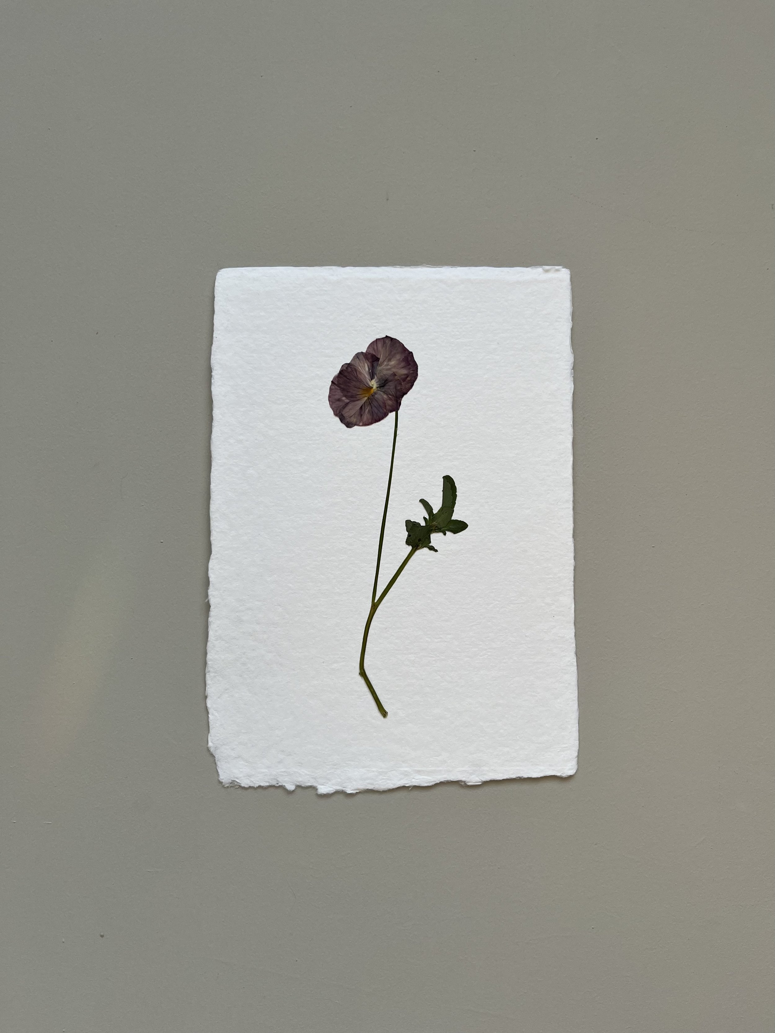 A5 Pressed Flower Art Work | Brushstrokes Viola iii