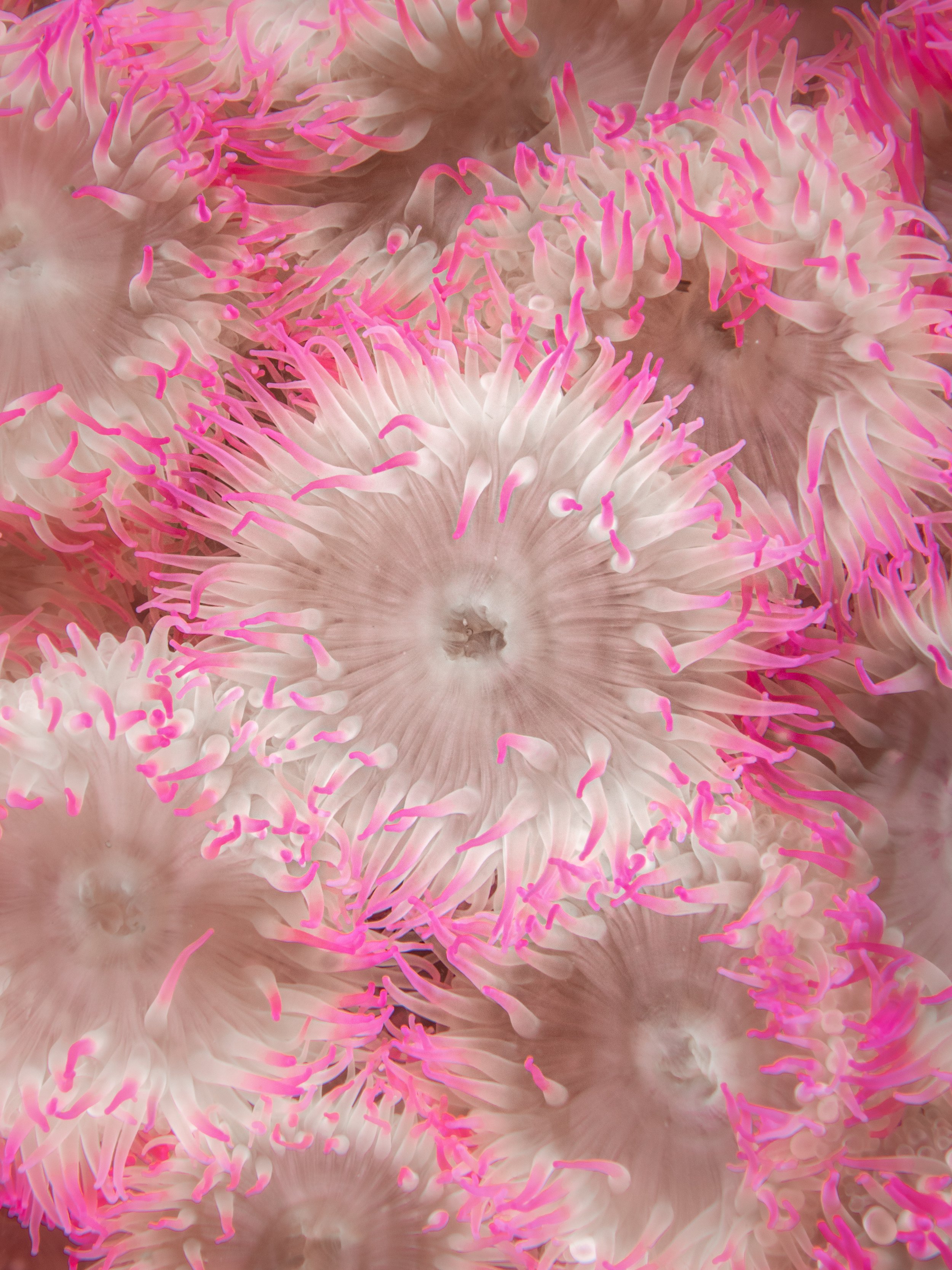 Services 1 SEA BENEATH services-1-sea-beneath