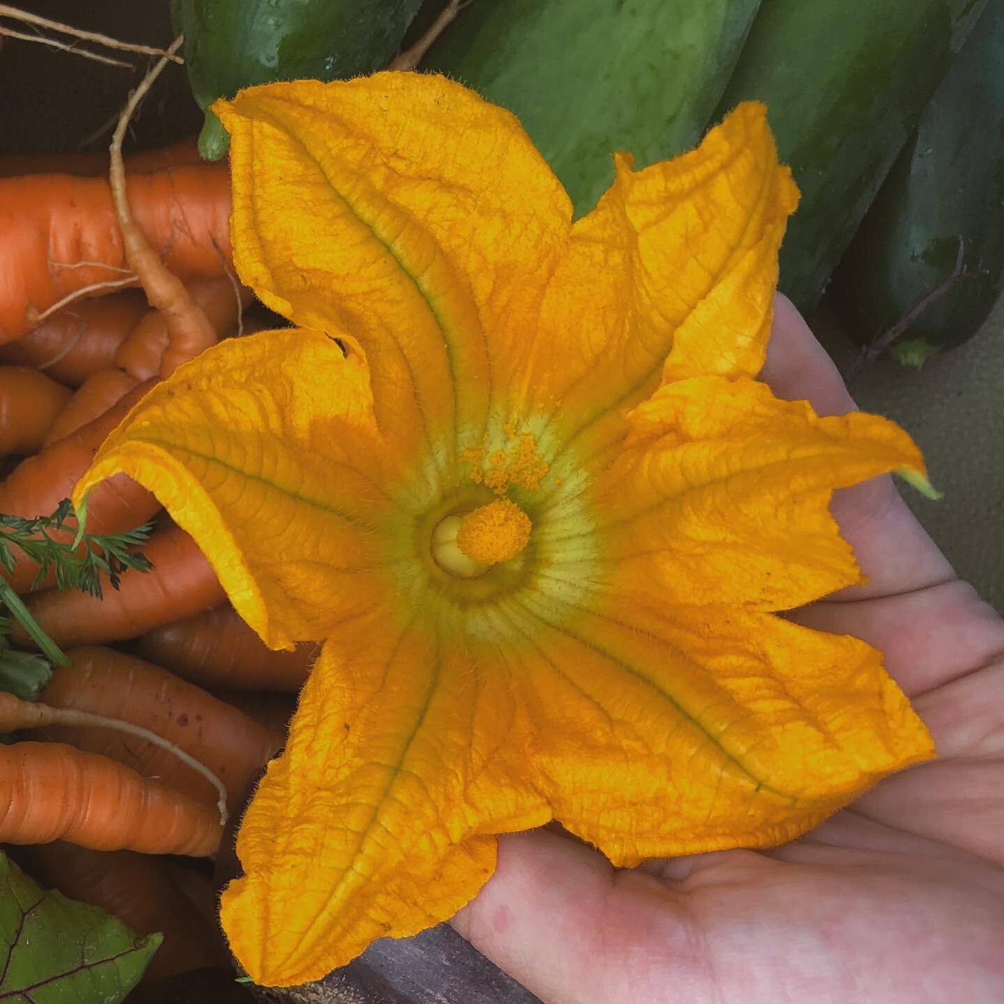 Squash flowers so fresh you can lick off the pollen! 🐝 
.
.
.

#veggies #farmersmarket #regenerativeagriculture #produce #farmers #agriculture #sustainability #oregon #pnw #mthood #hoodlandfarmersmarket