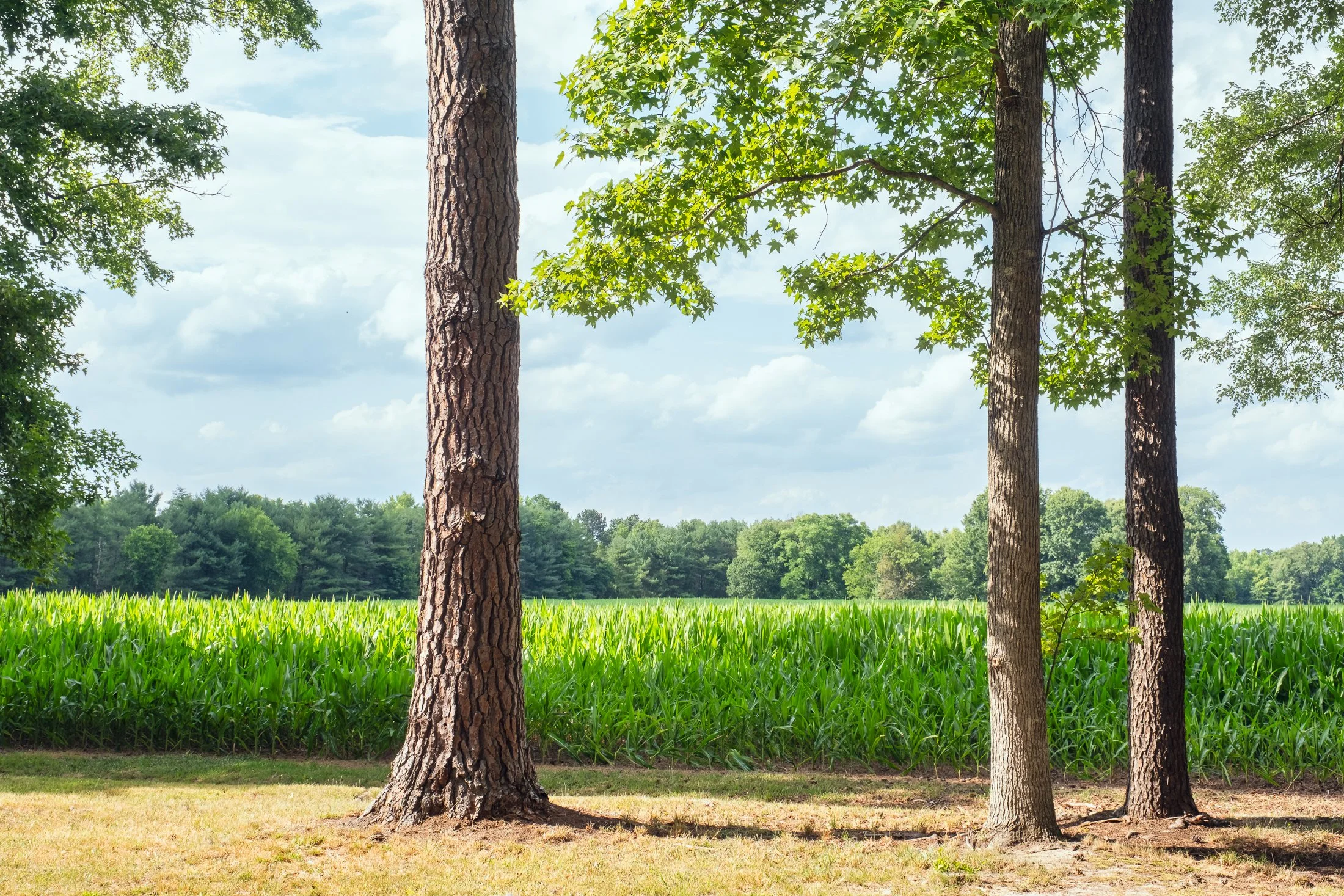 Prospect Hill battlefield in Fredericksburg, VA – historical landscape photography by Lange Photo Studio