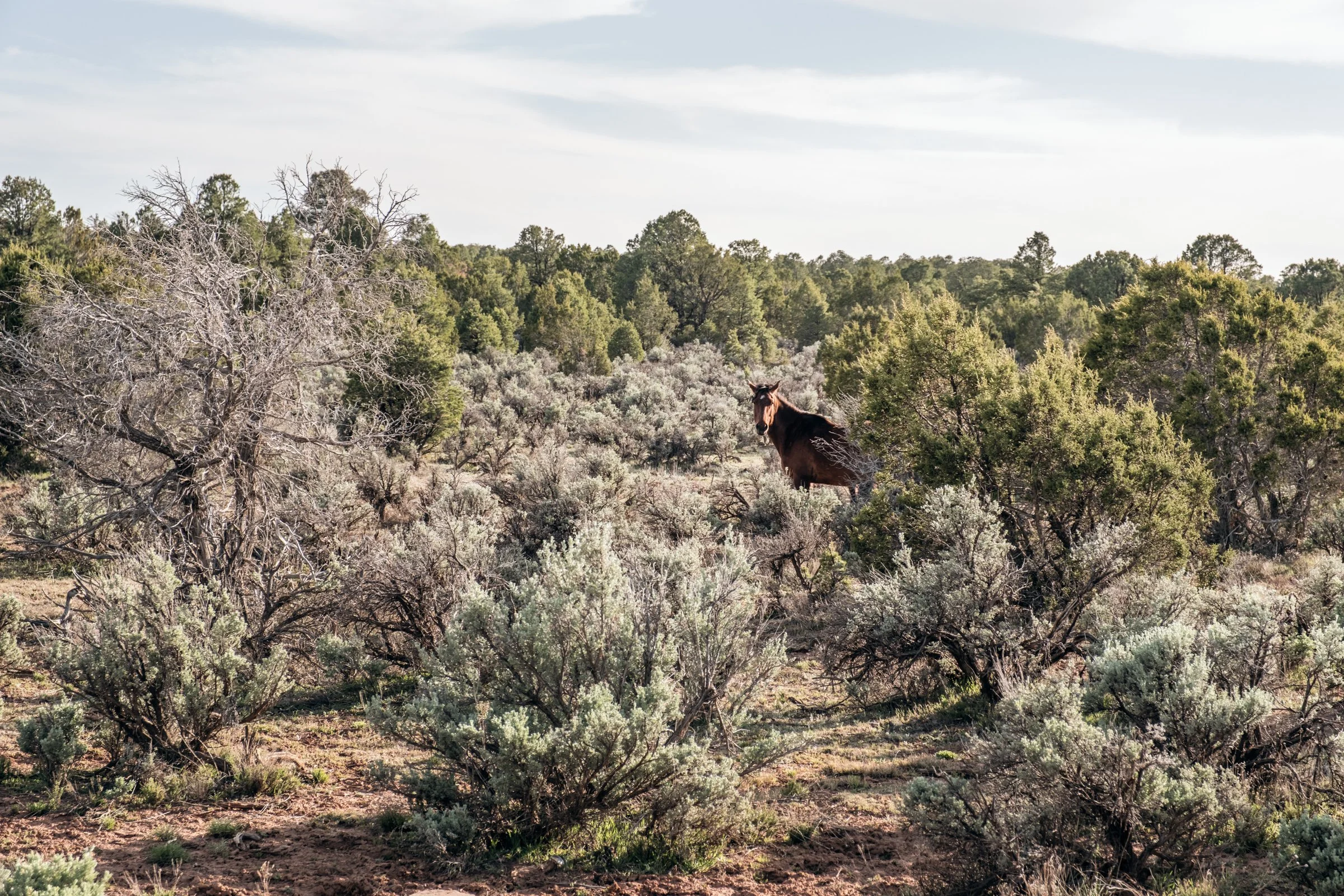 Hauling Life | Navajo Nation — Unified Metadata Paragraphs

Wayne Wilson and Joann Whiting collect water in Gallup, New Mexico at a community water source. The containers are filled, prepared, and loaded into their vehicle for transport across the Na