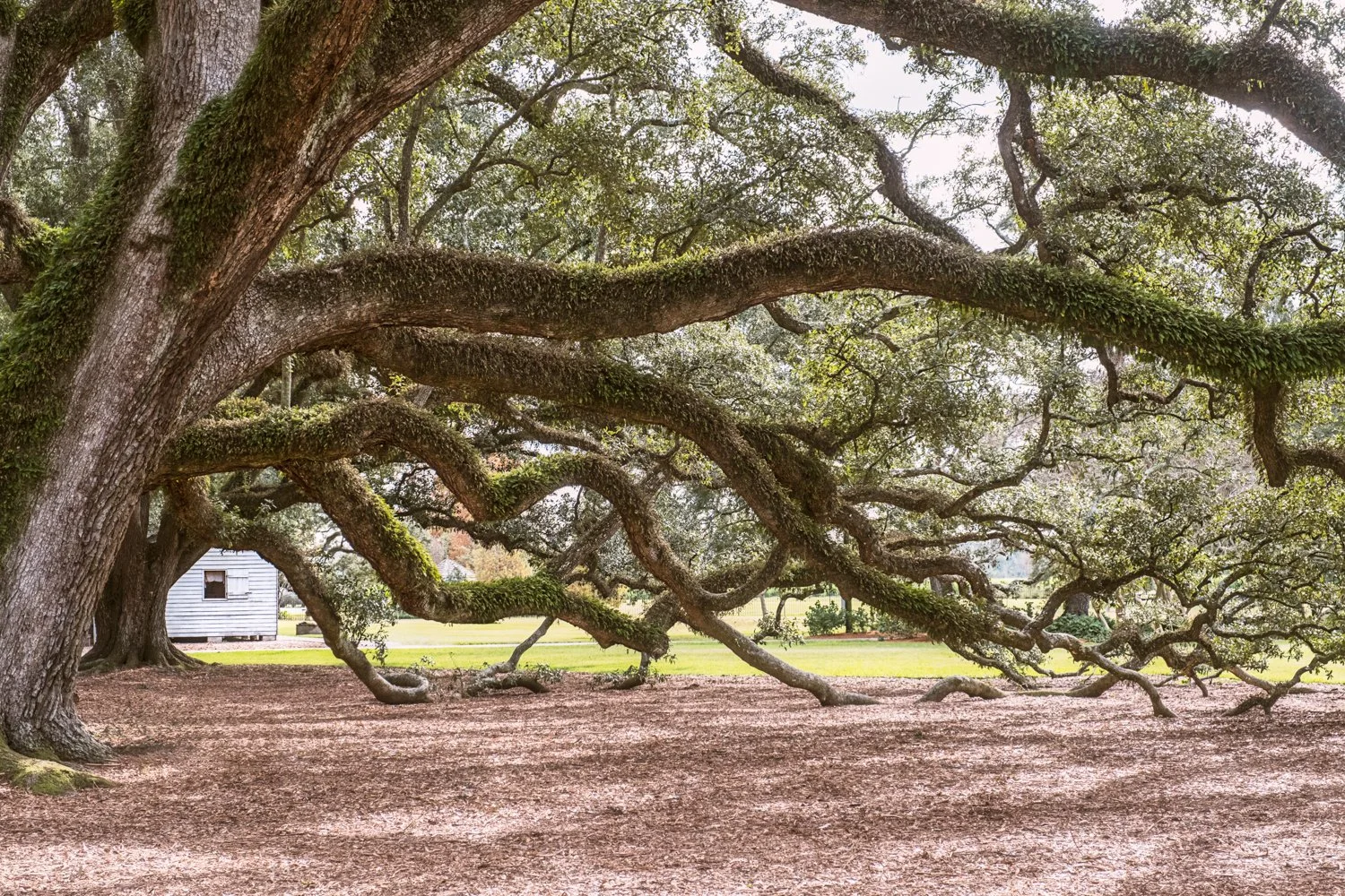 What We Save It As: On Preservation, Beauty, and the Stories That Slip Away