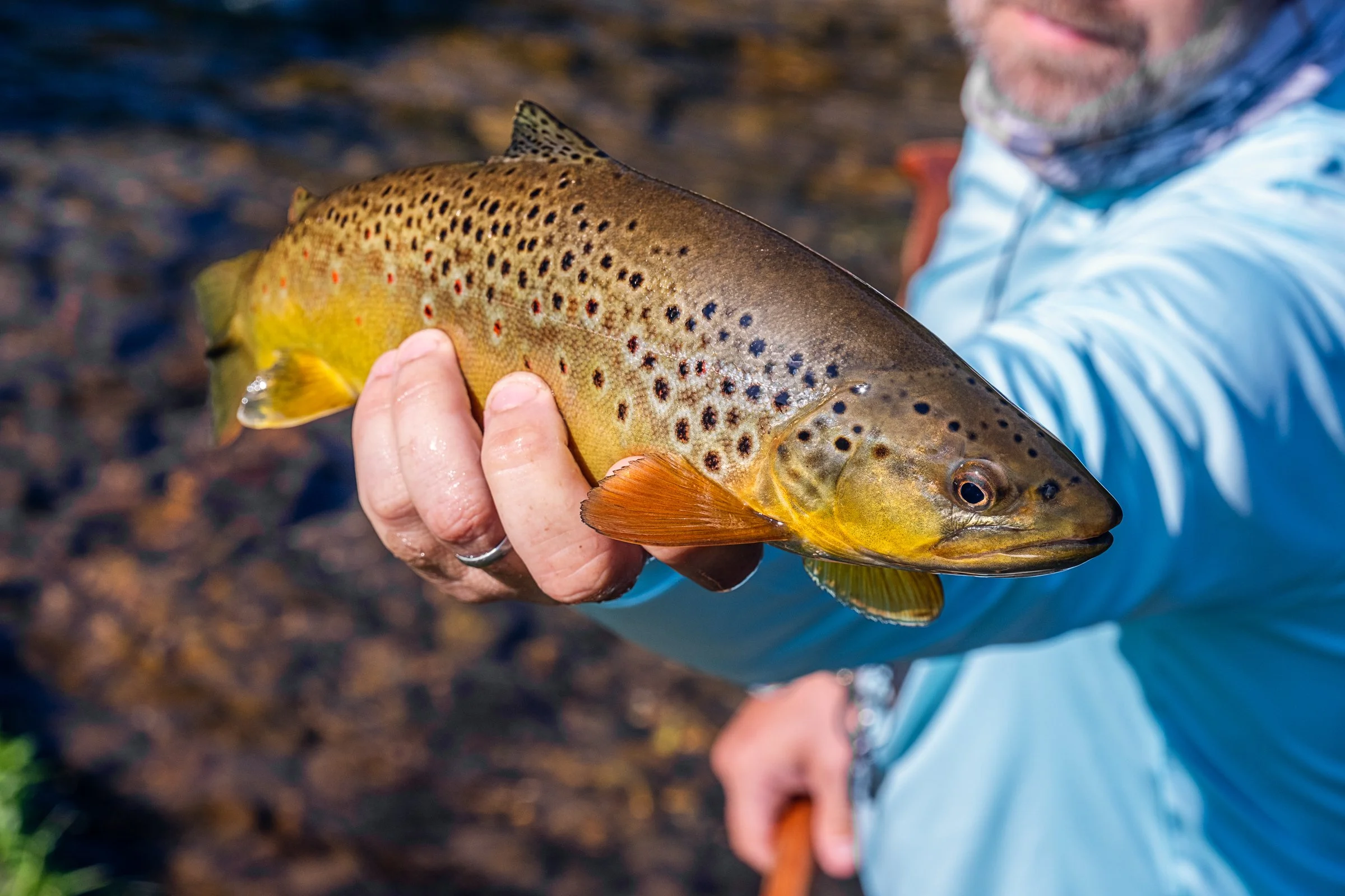Guided fly fishing trip with Asheville Fly Fishing Company on a foggy river near Asheville, North Carolina. Photographed by Lange Photo Studio.