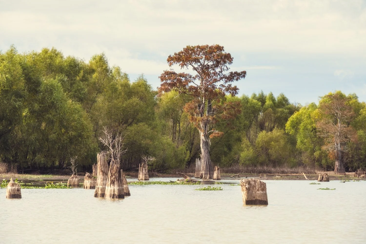 Atchafalaya Basin, louisiana- photos by Lange Photo Studio